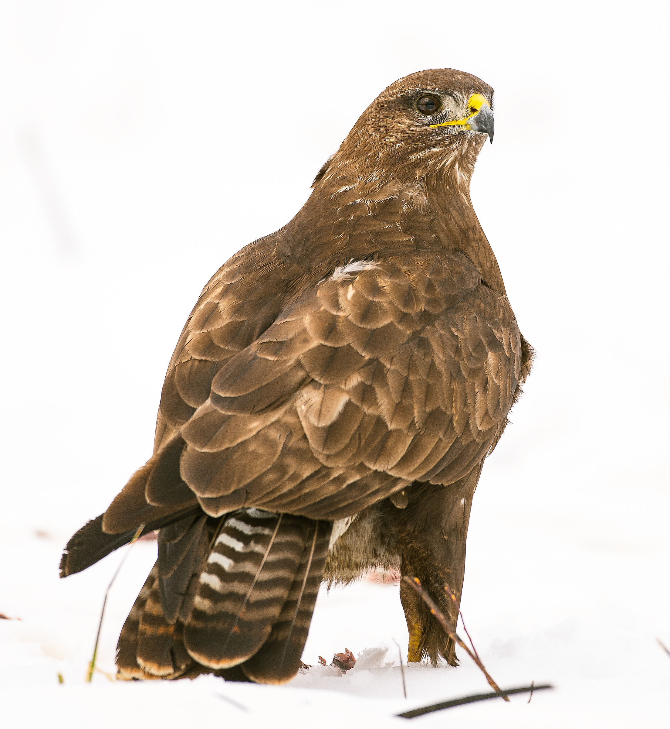 Buzzard on the snow. II