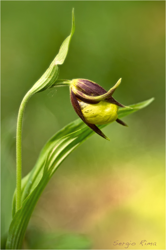 Cypripendium calceolus/3