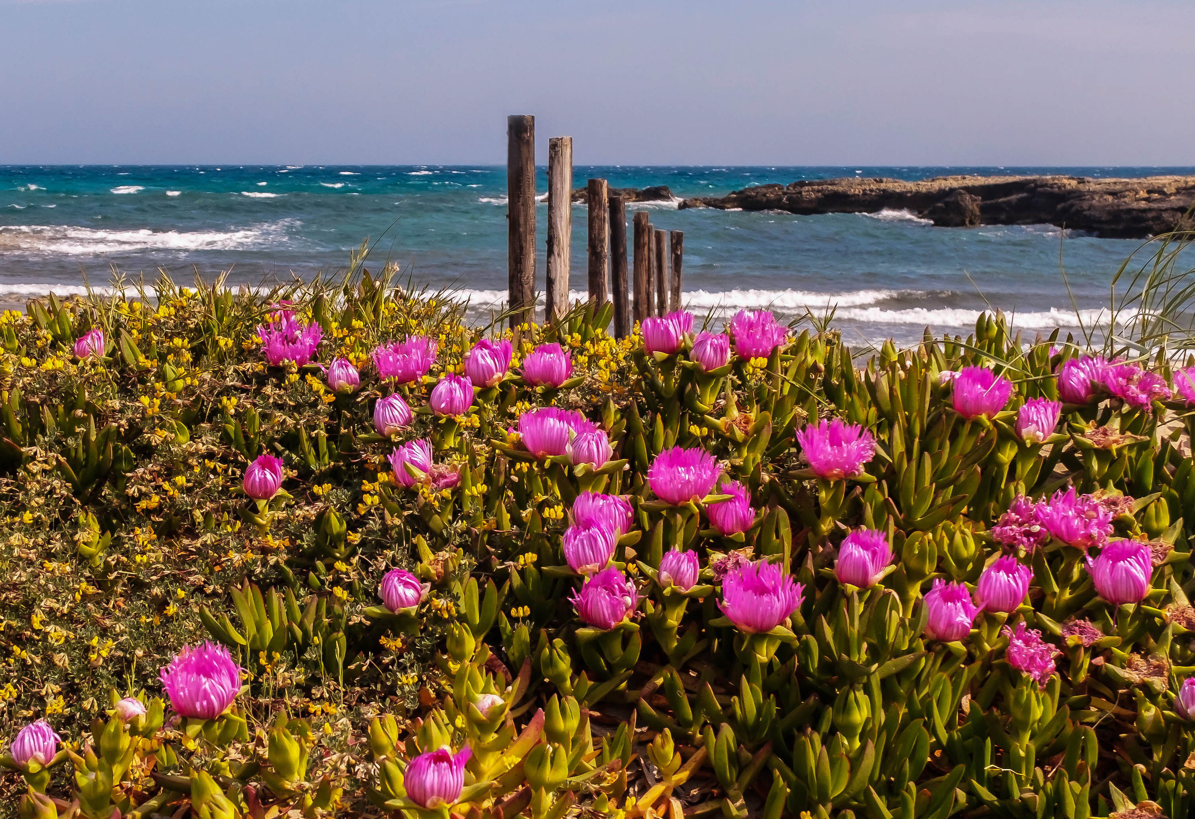 Hottentot fig - Carpobrotus acinaciformis