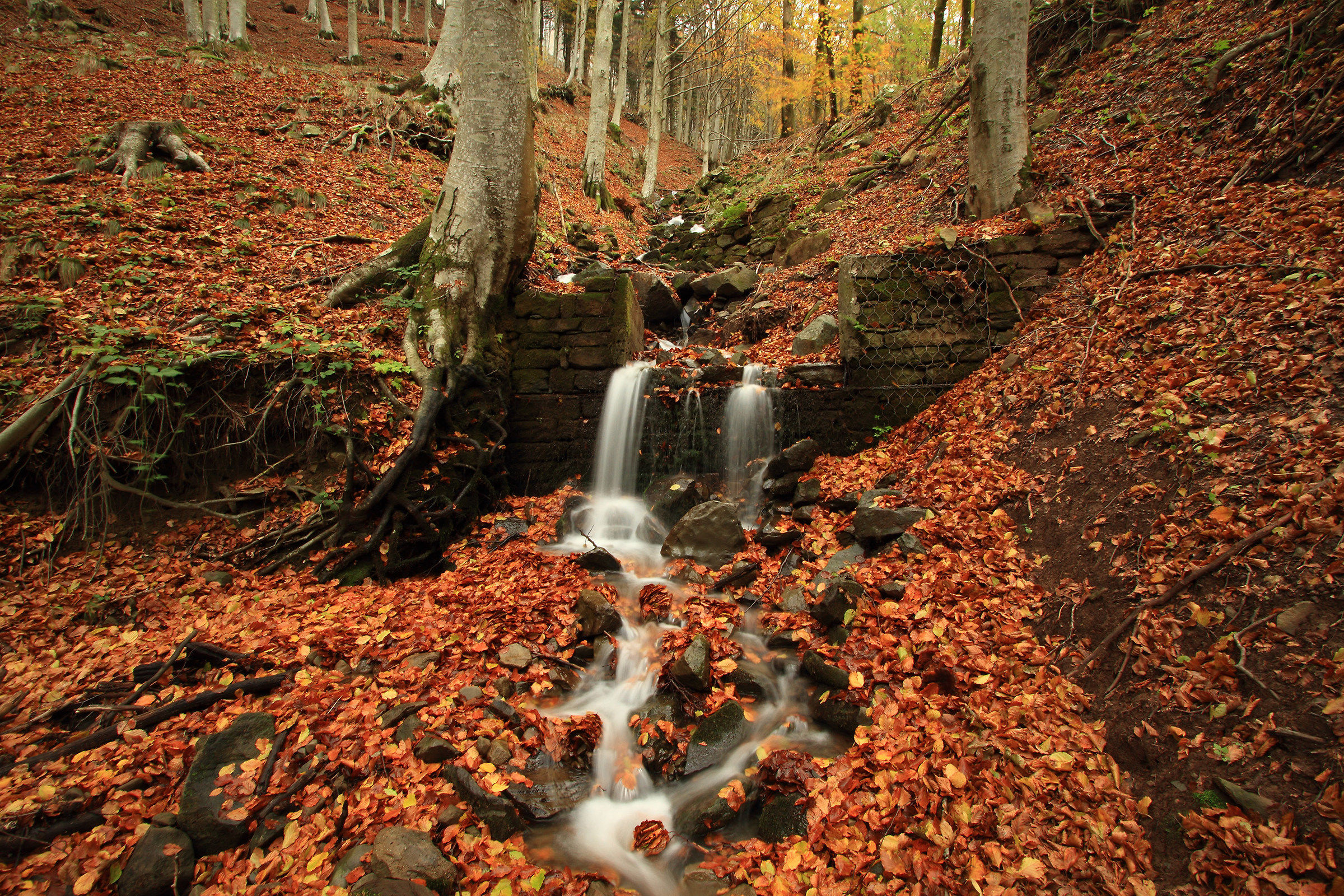 Ruscello foreste Casentinesi