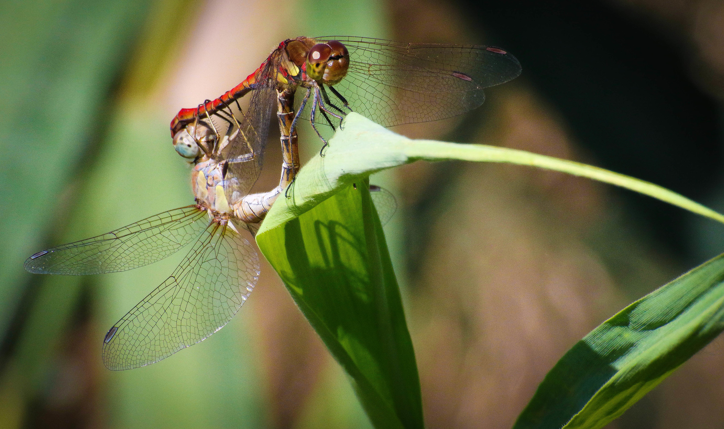 Sympetrum