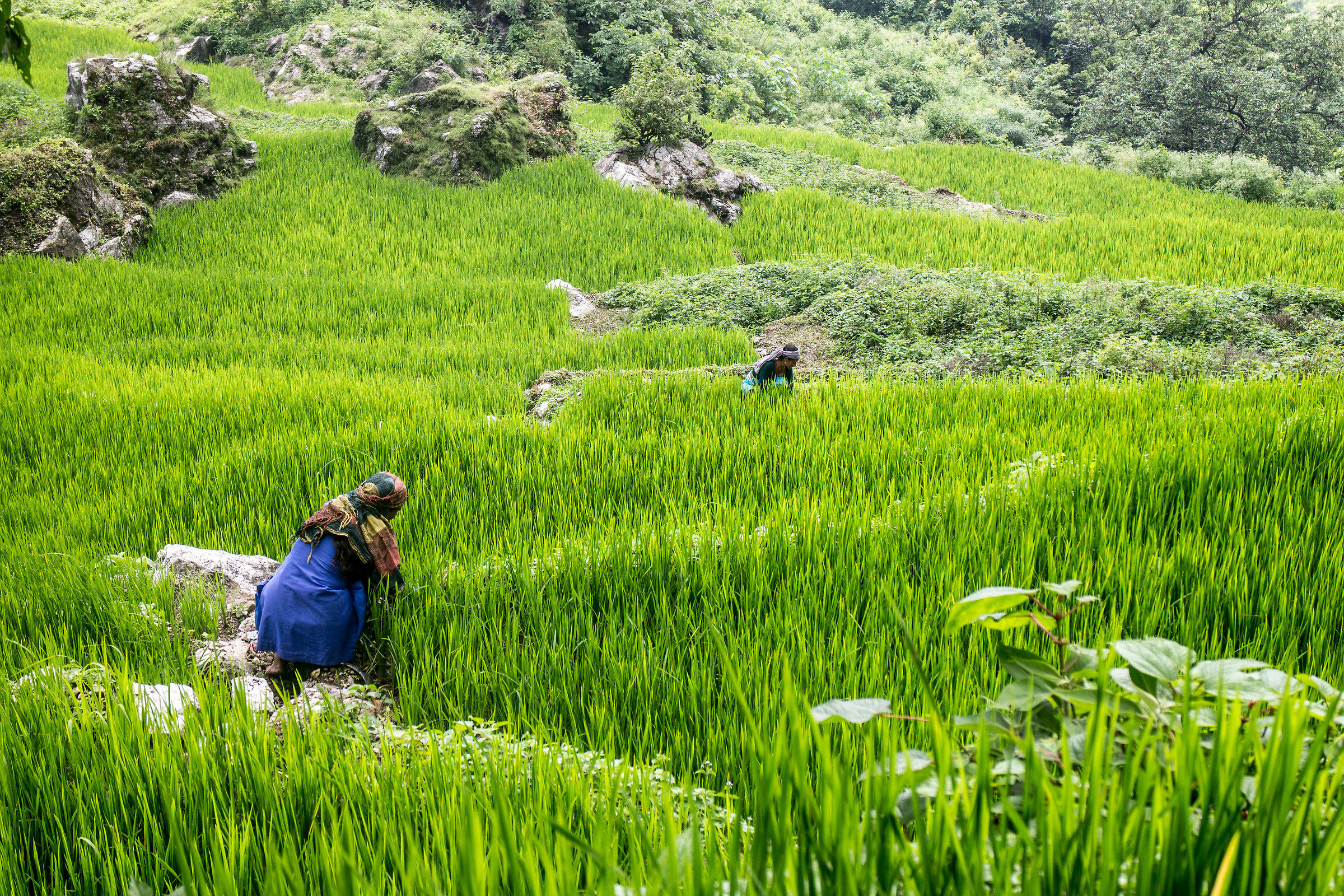 Risaie sulle colline Himalayane
