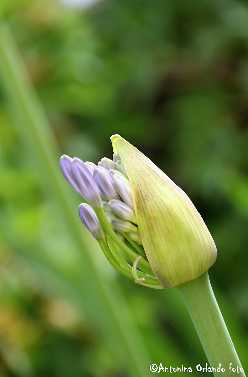 Agapanthus