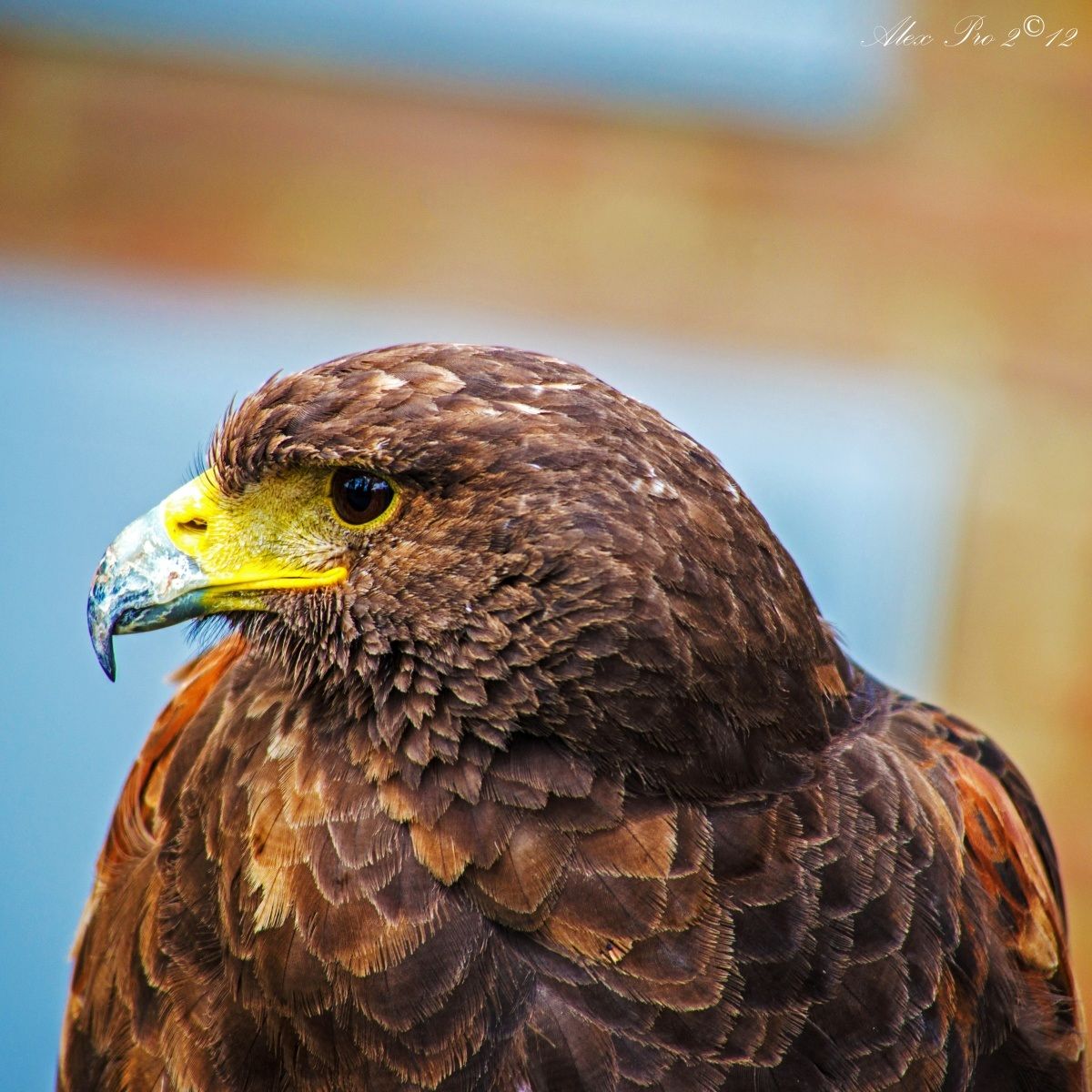 American Buzzard 2