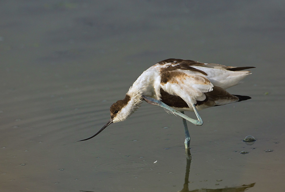avocet