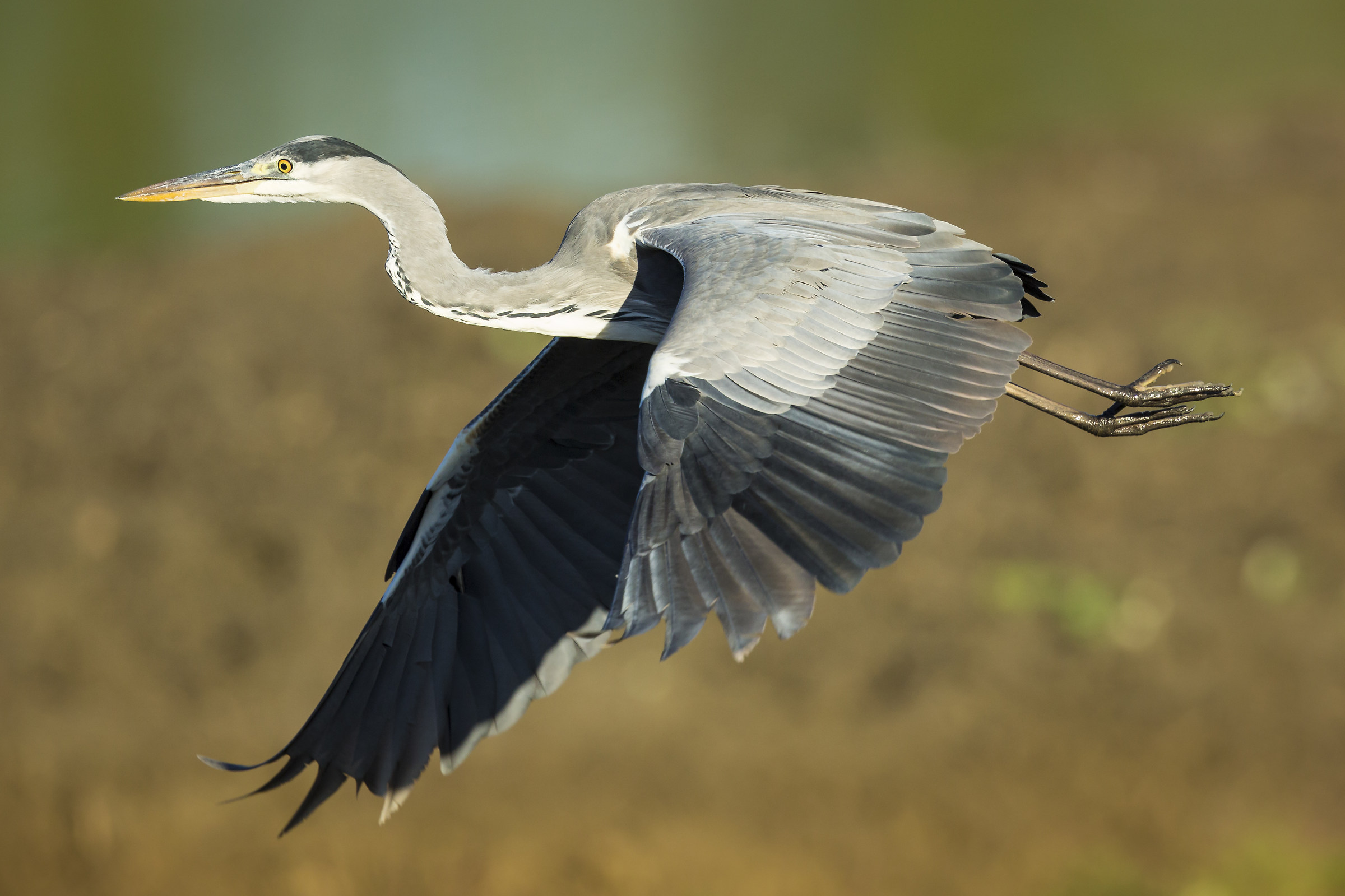 gray heron landing