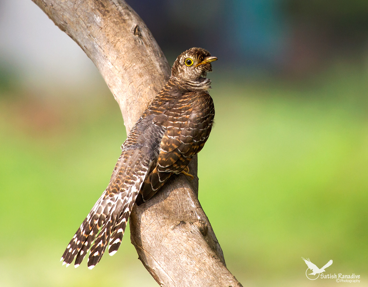 Eurasian cuckoo.