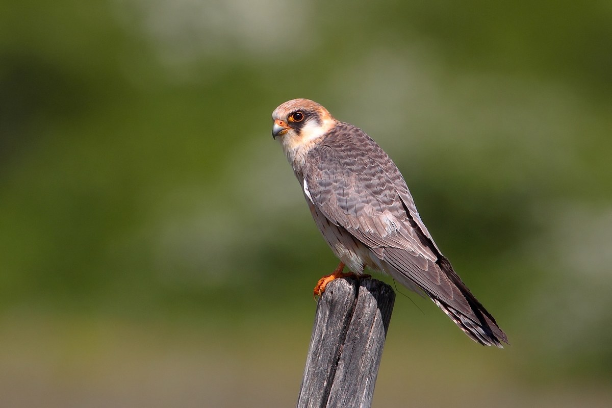 falco cuculo femmina