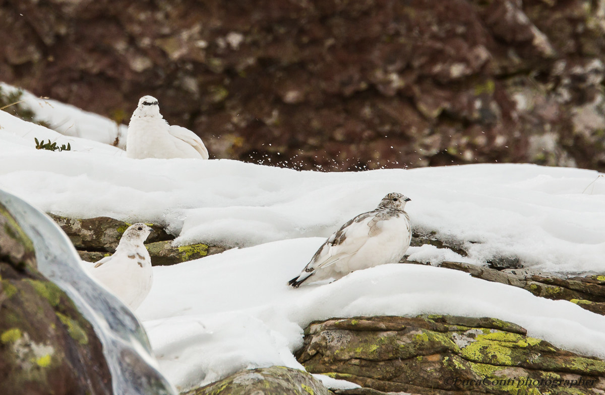 pernici bianche in Valsassina