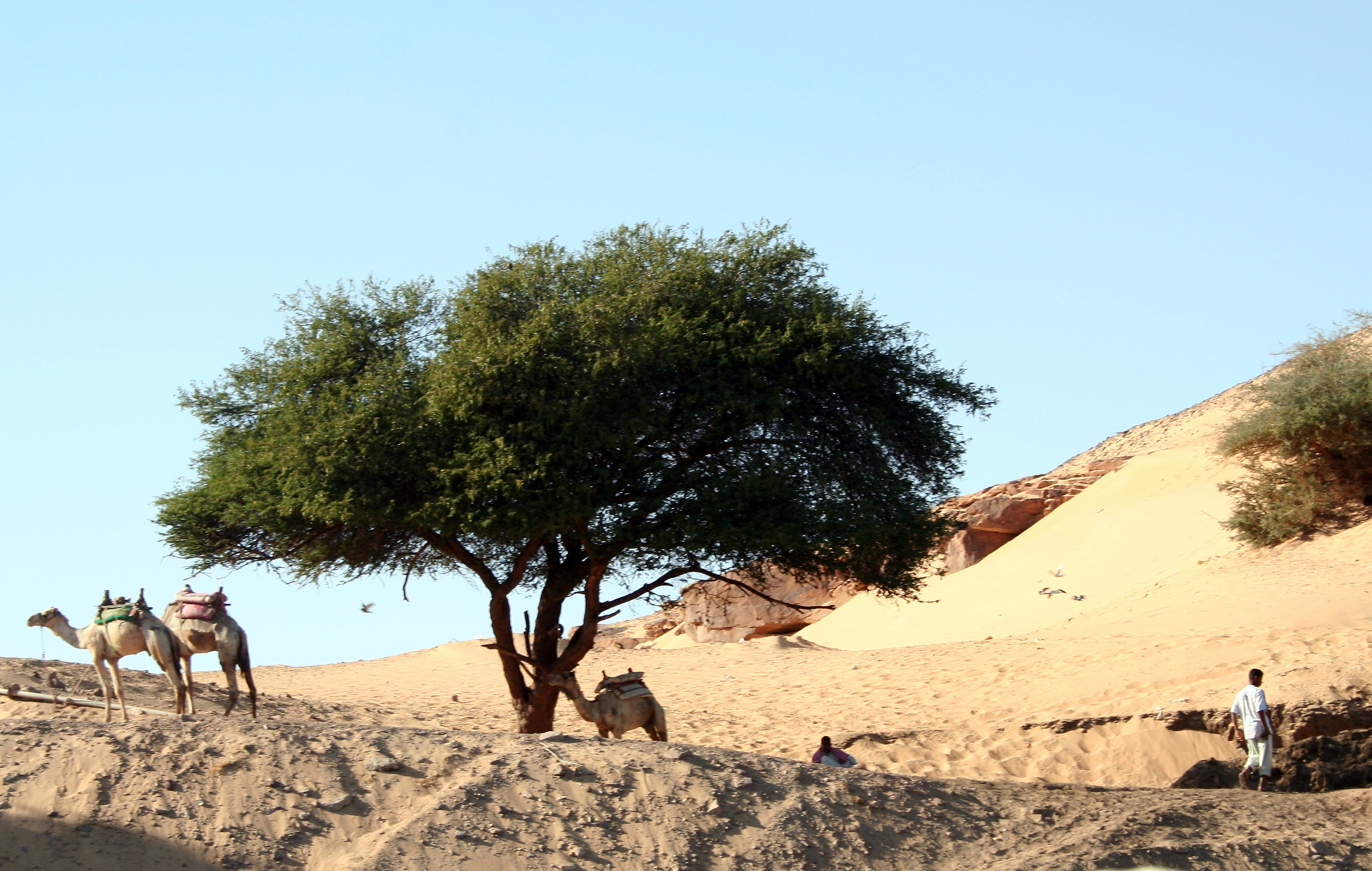 camels in the desert to the island elefenatina