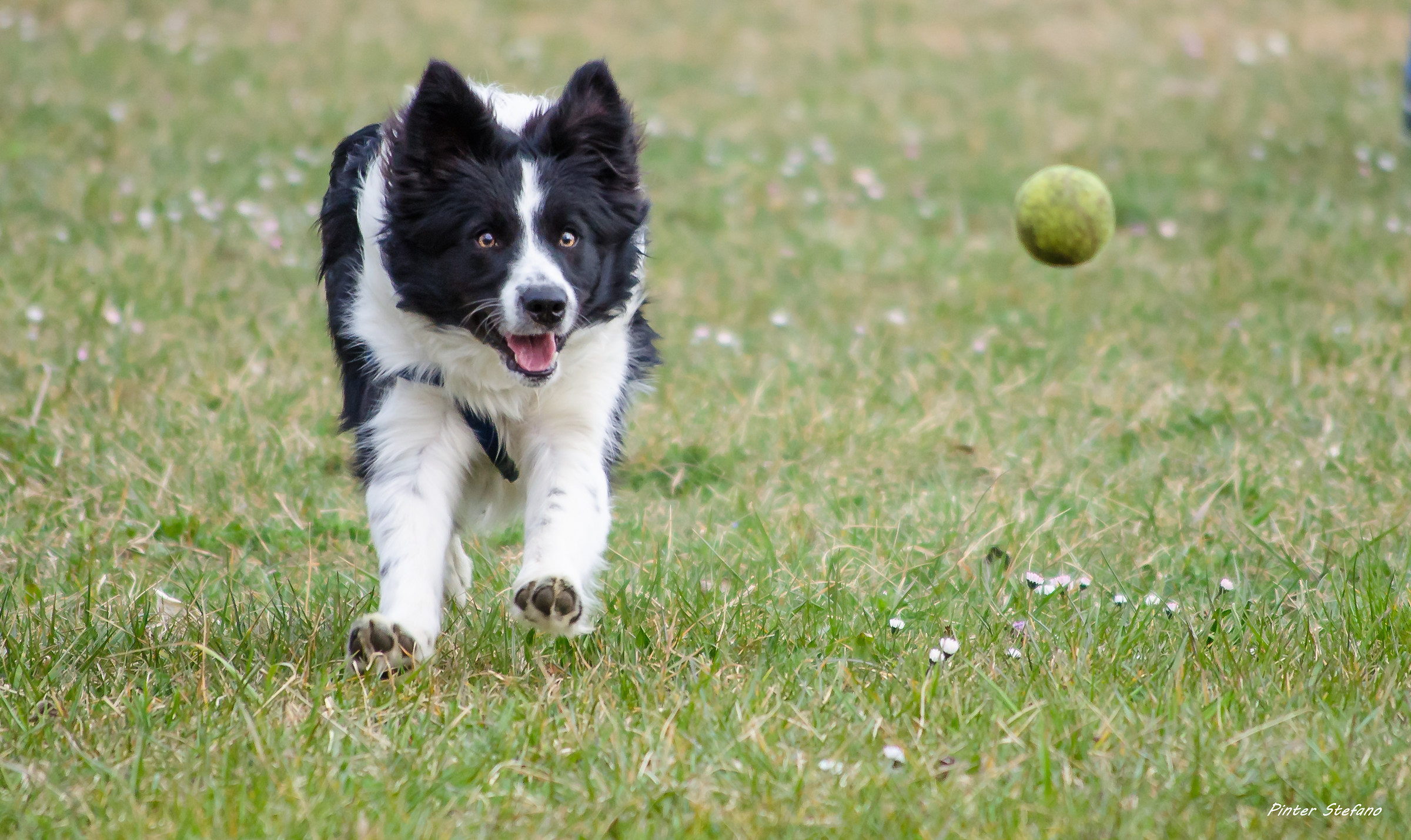in quel momento c'è solo la palla
