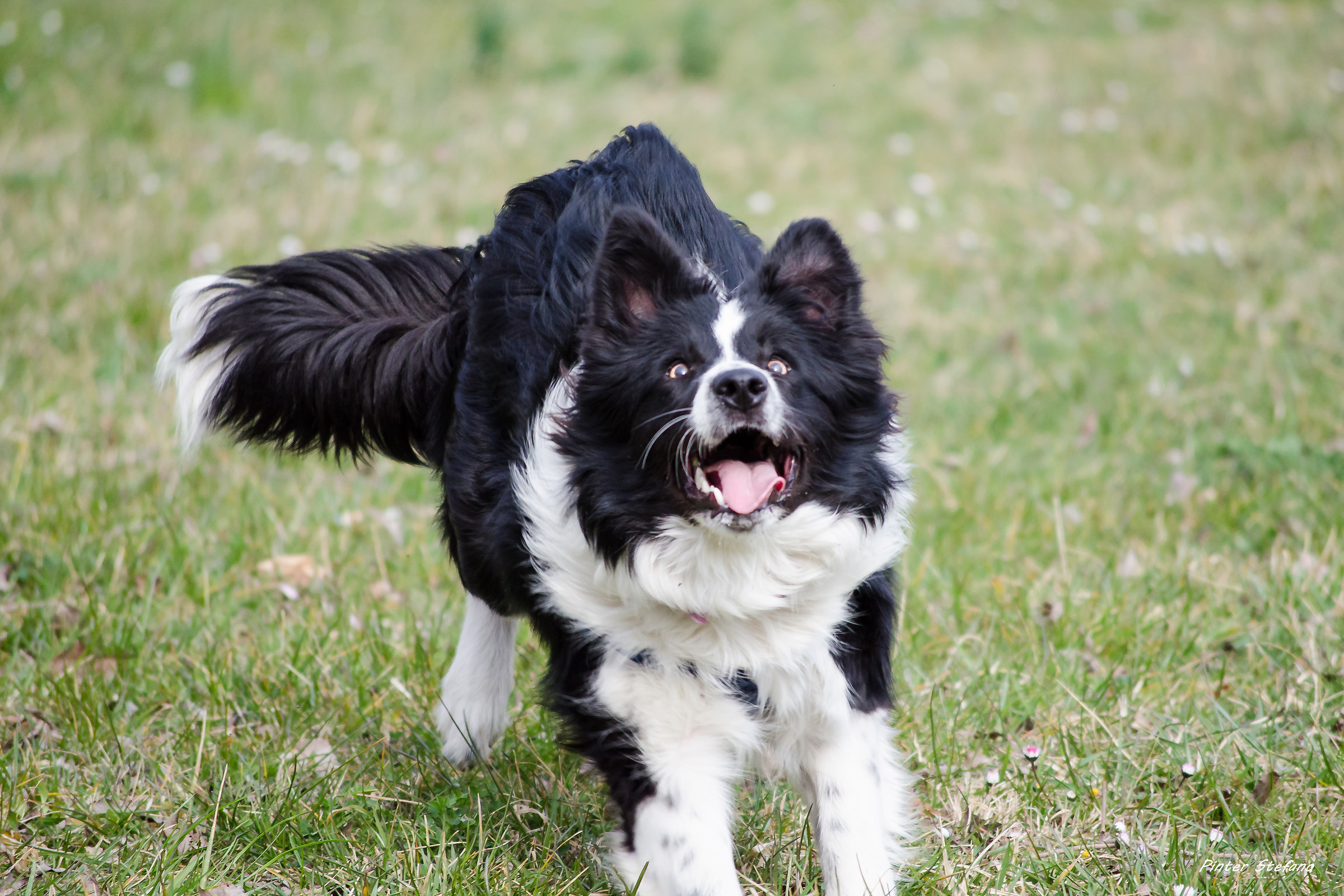 jaky, foreground in action