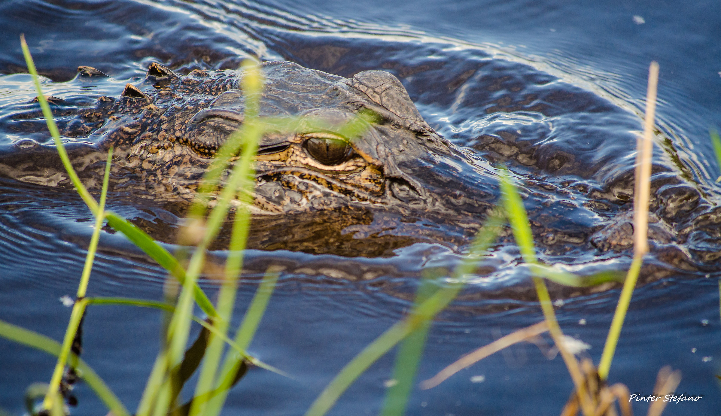 Everglades, Alligatore
