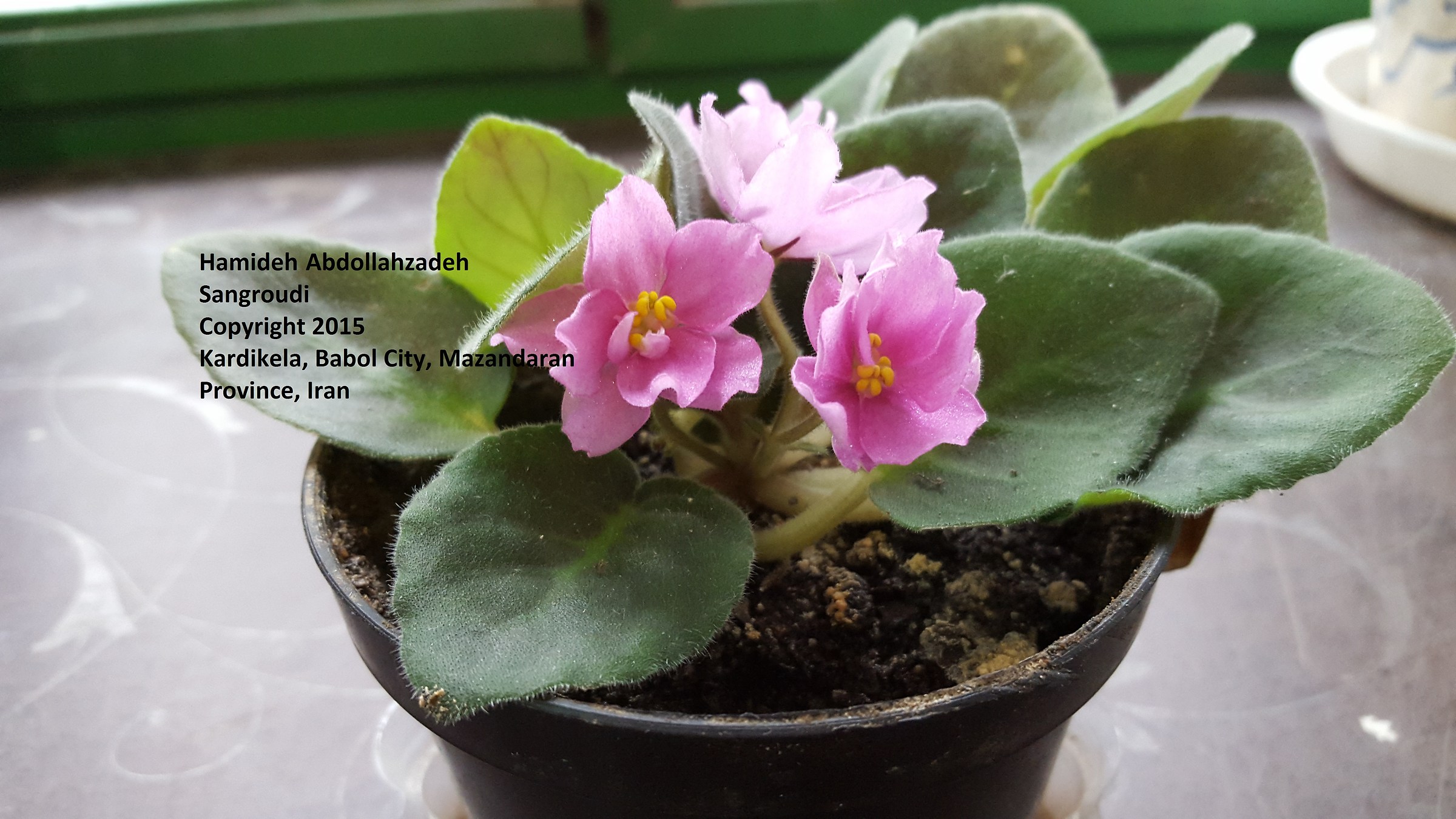 Fiore nel mio posto di lavoro crescita