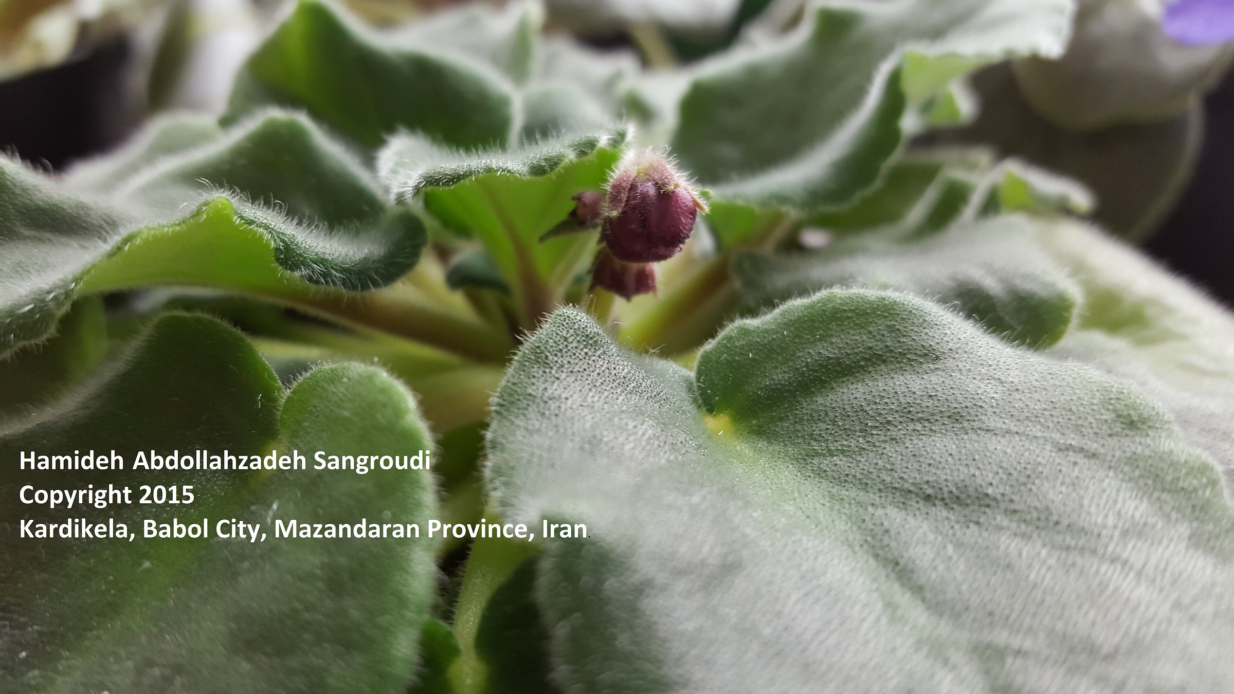 Fiore nel mio posto di lavoro crescita