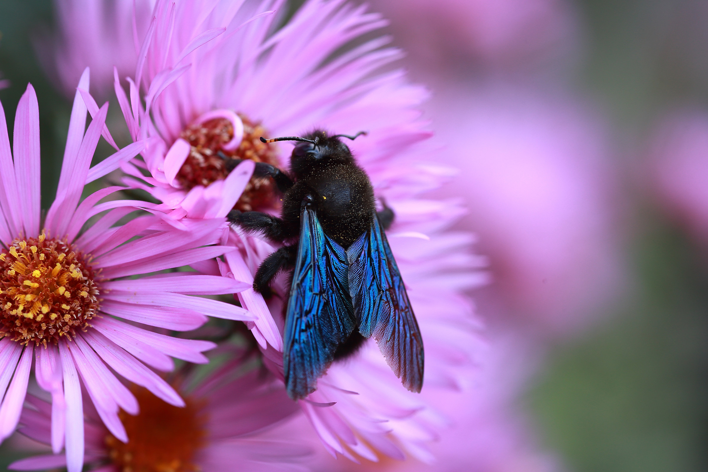 ultimi fiori d'autunno