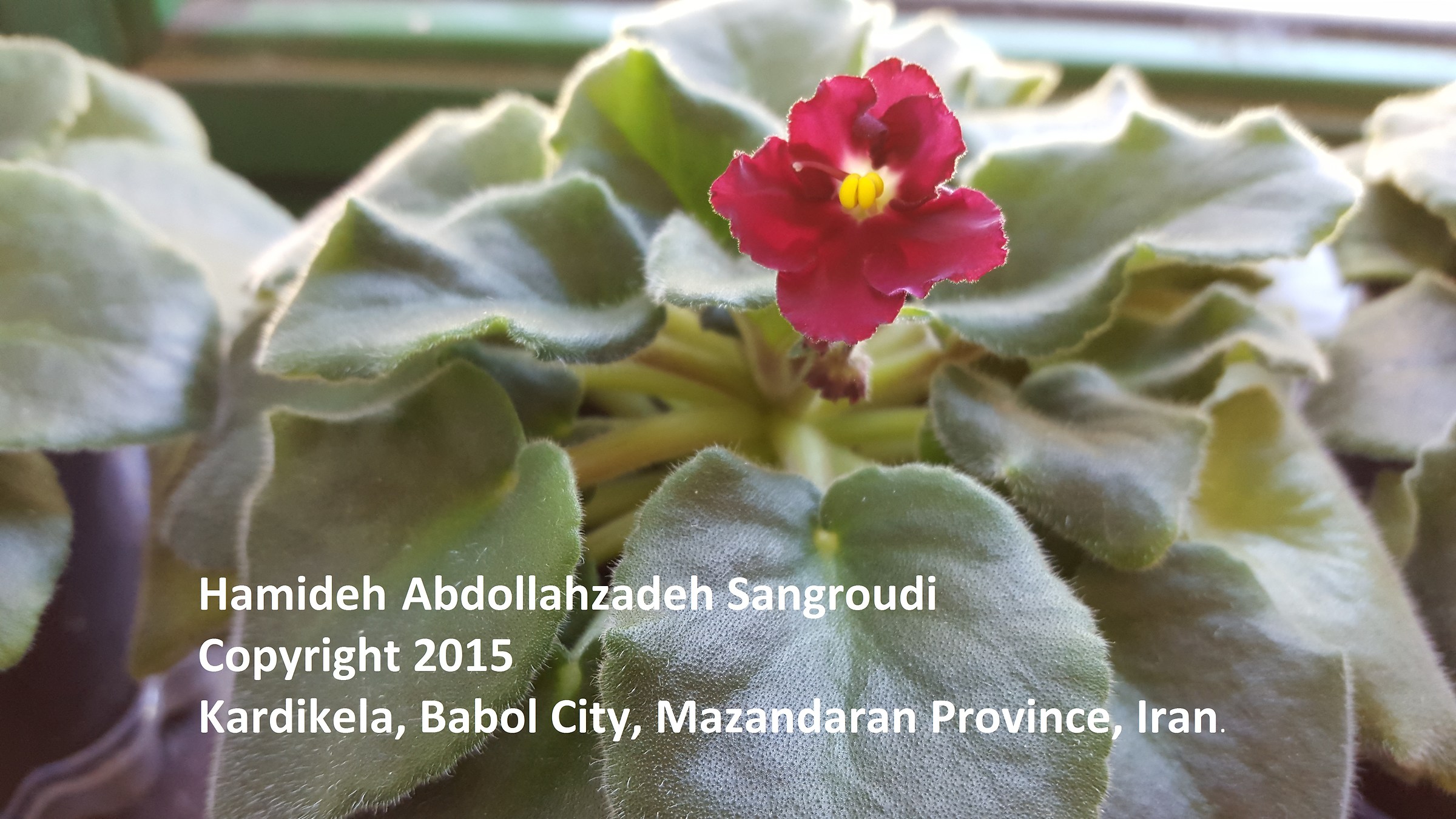 Fiore nel mio posto di lavoro crescita