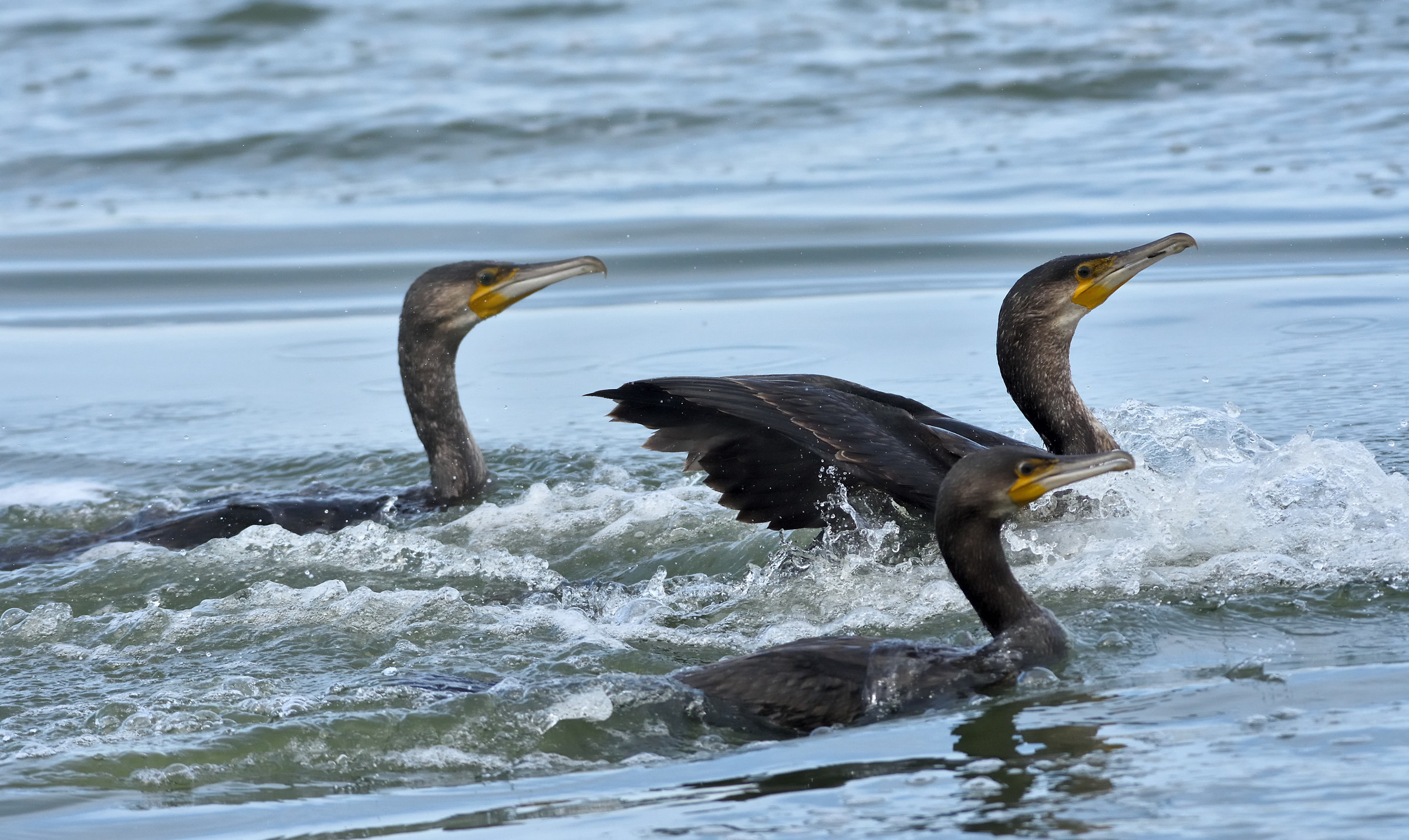 Scuffle between Cormorants