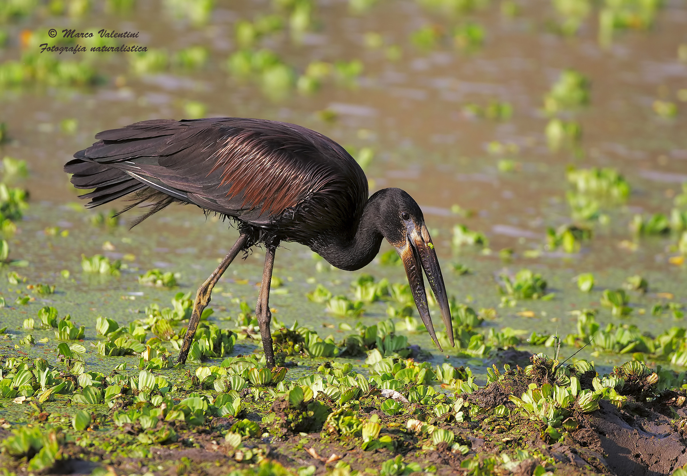 The glittering Openbill