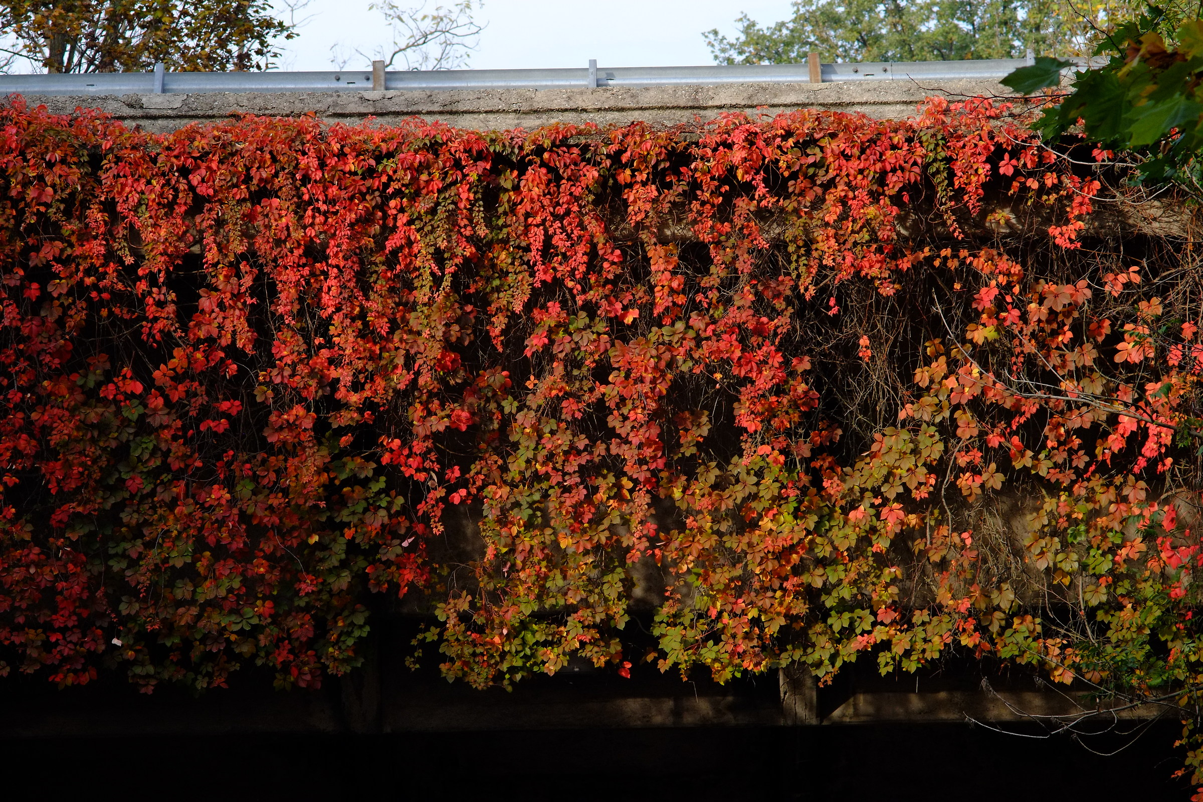 Foliage old parabolic
