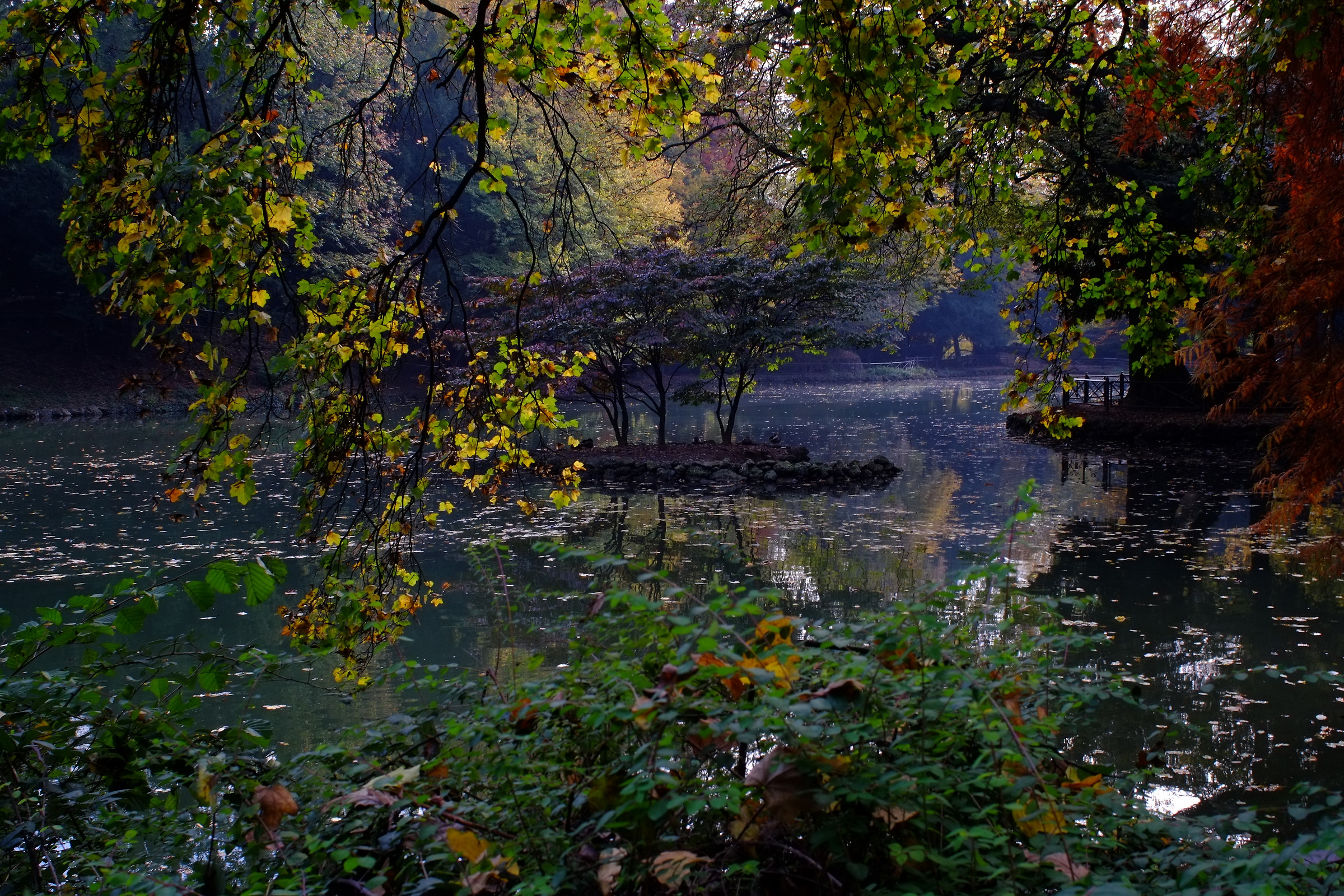 colori e alberi, autunno