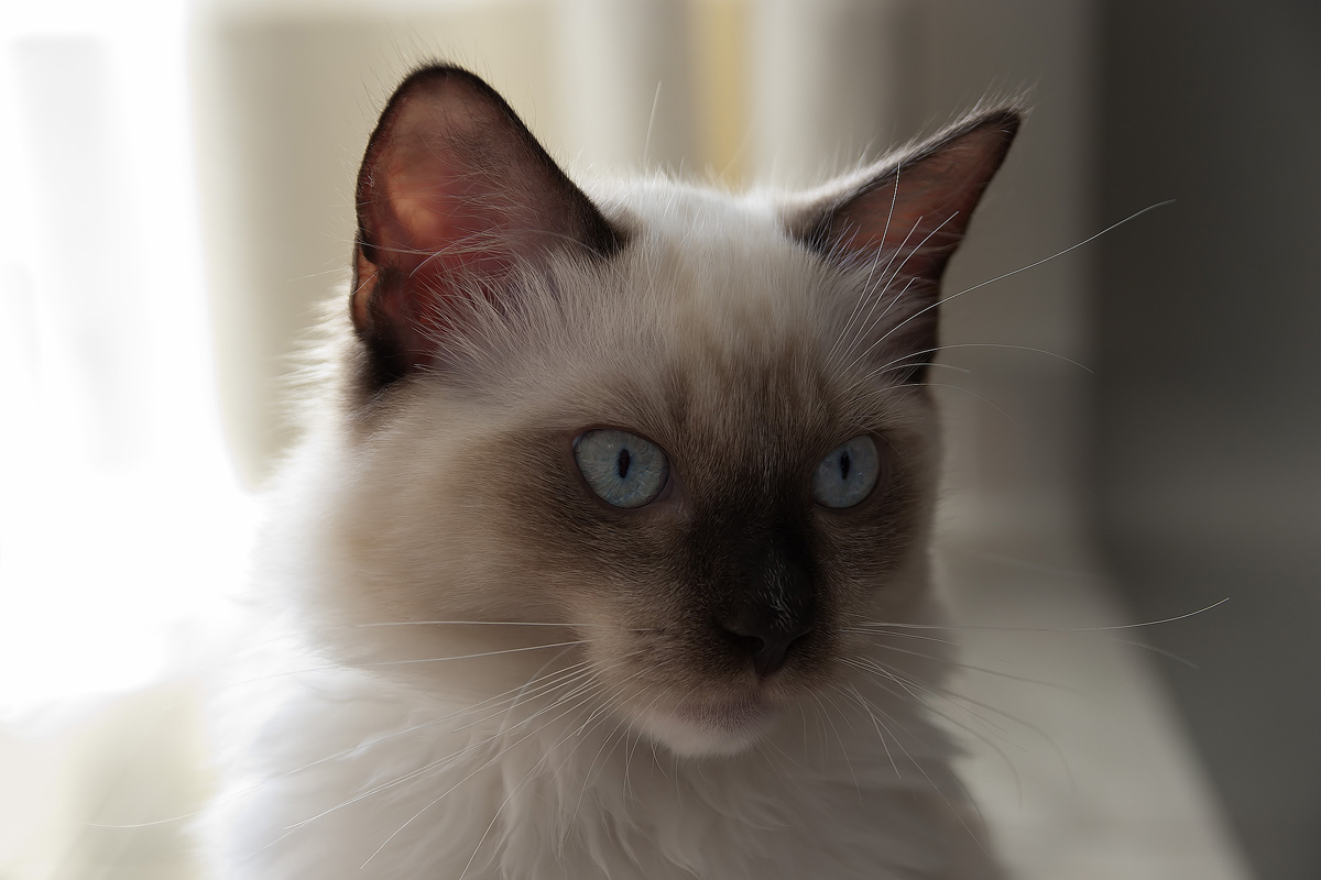 Mac (RagDoll)