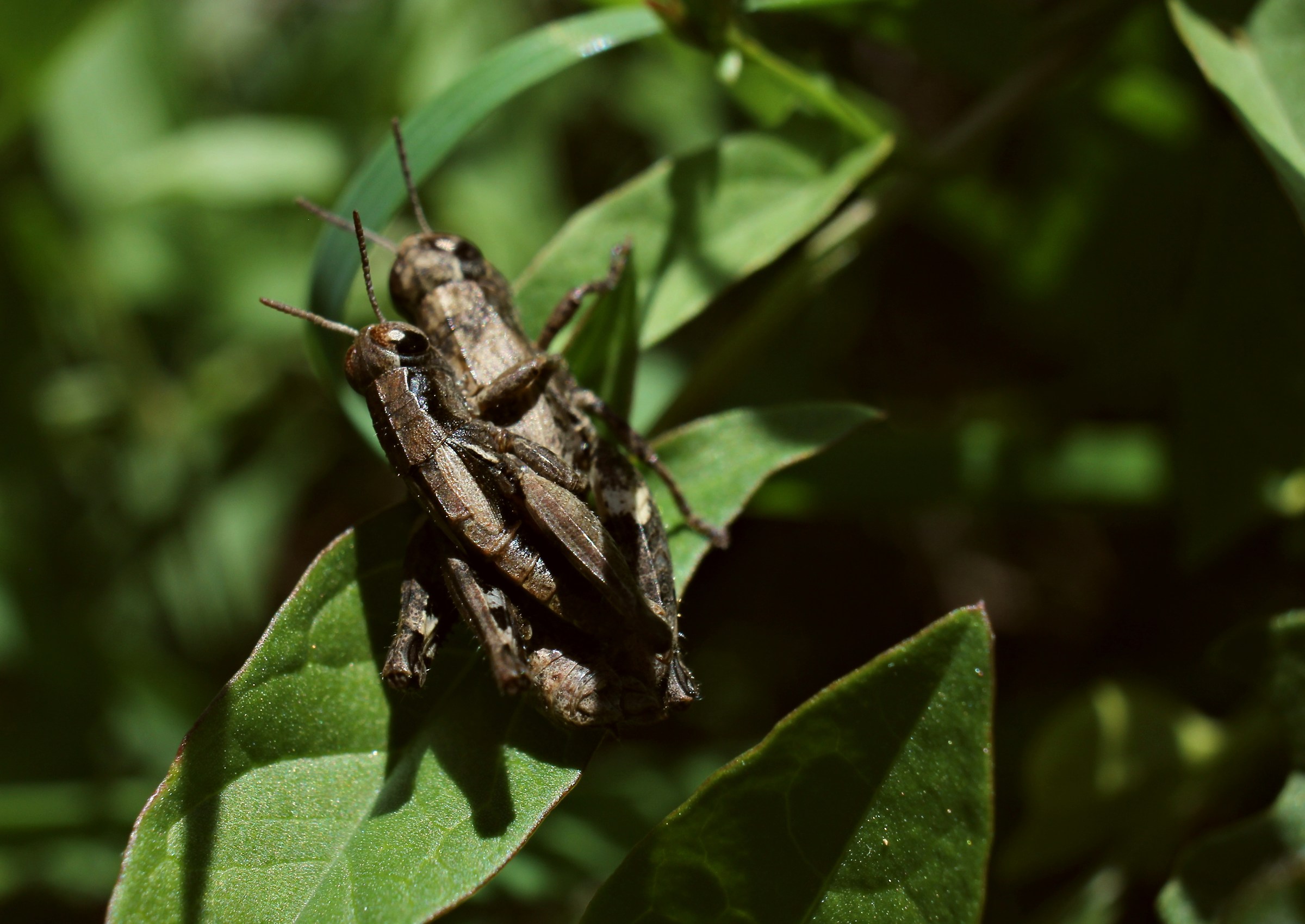 Una mattina d'autunno
