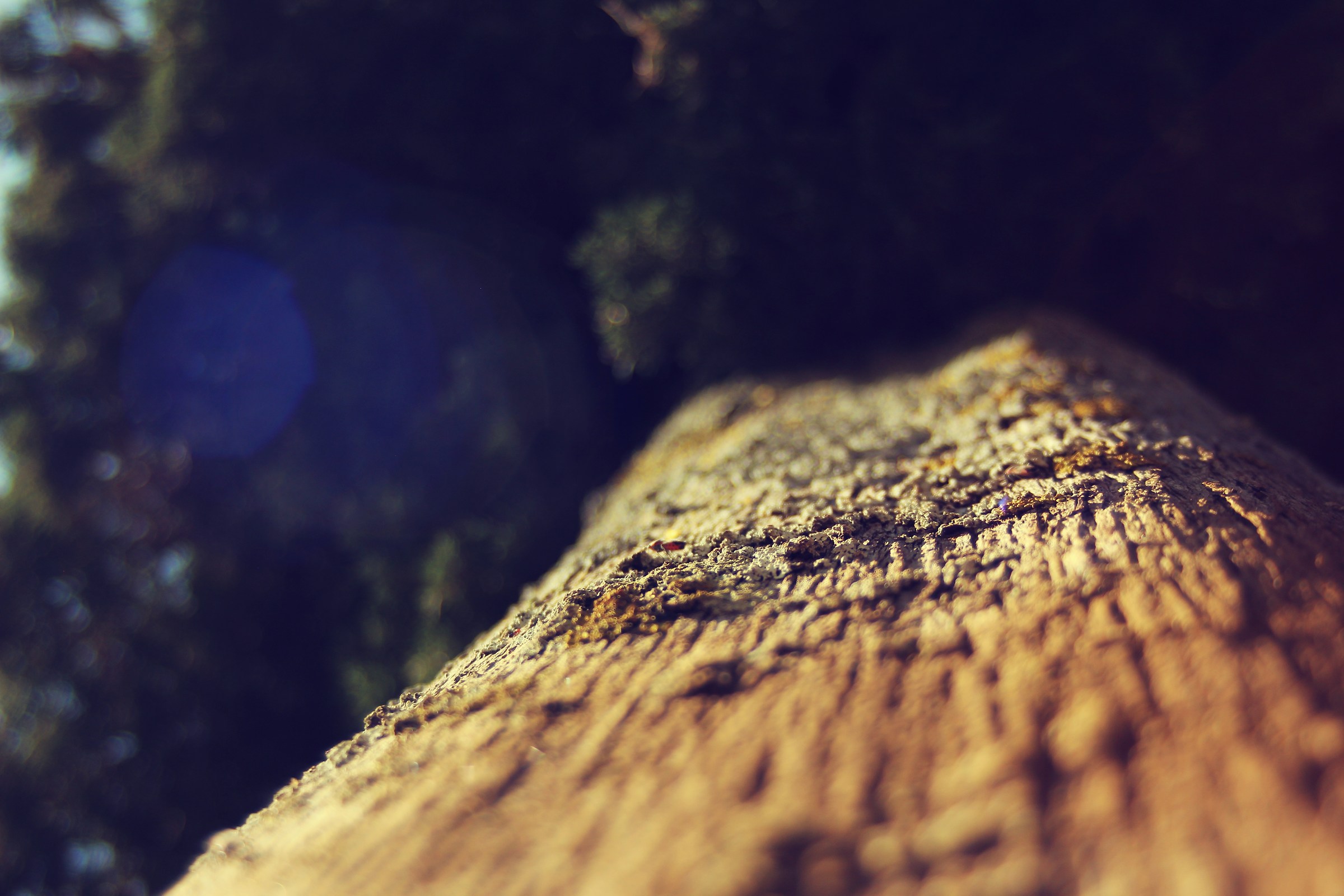 Una mattina d'autunno