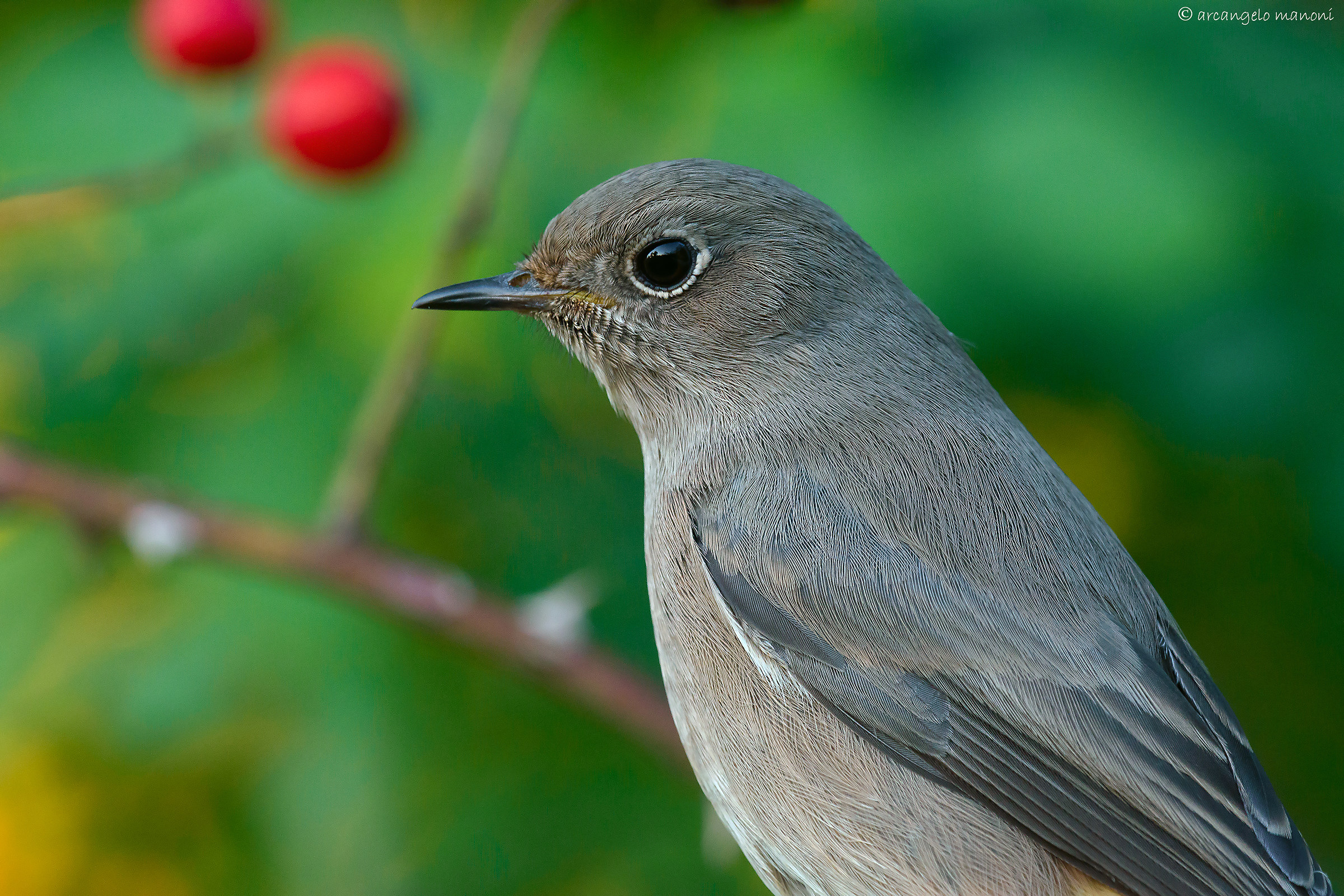 Medium Shot in black redstart