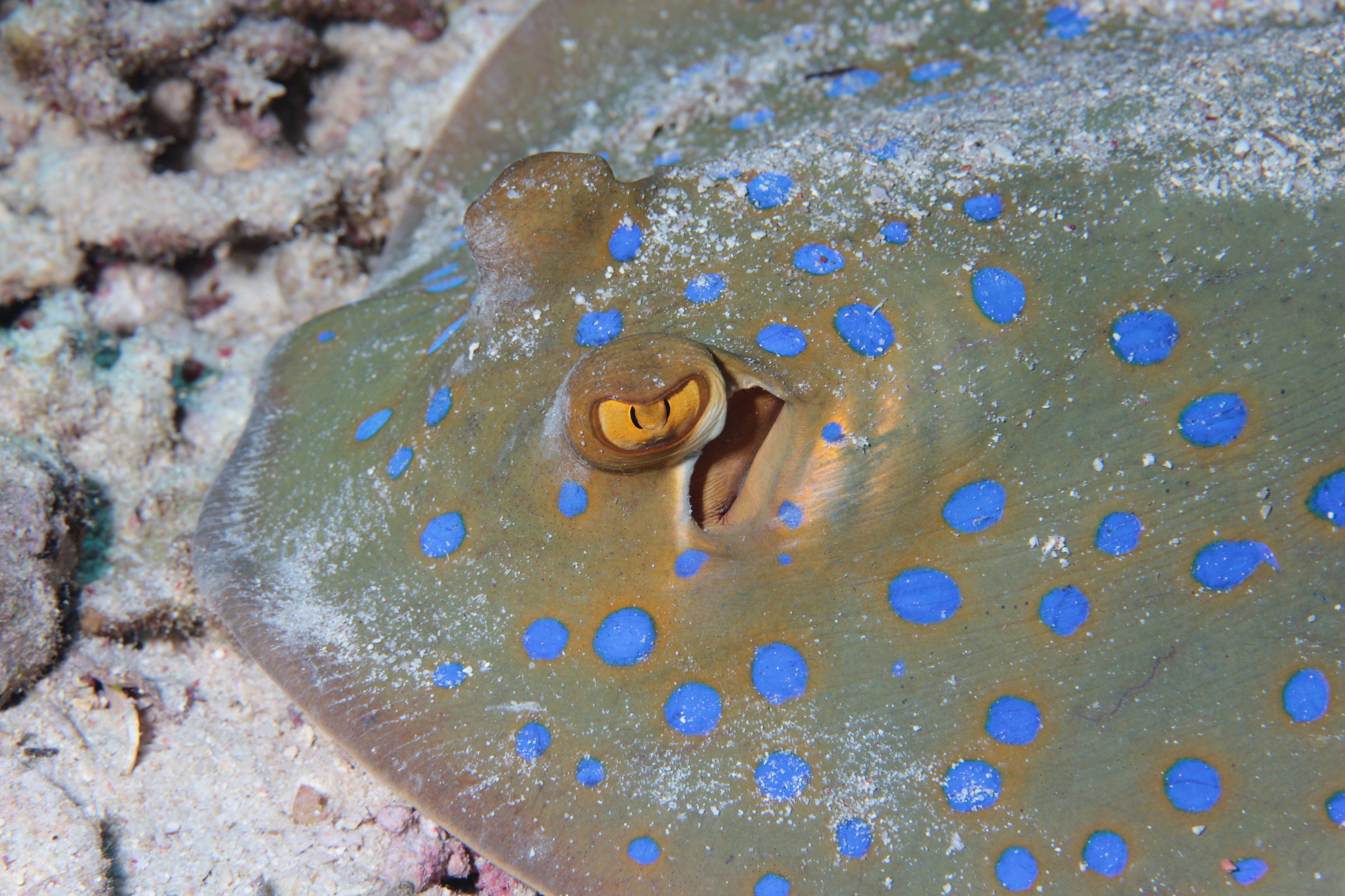 Blue-spotted stingray