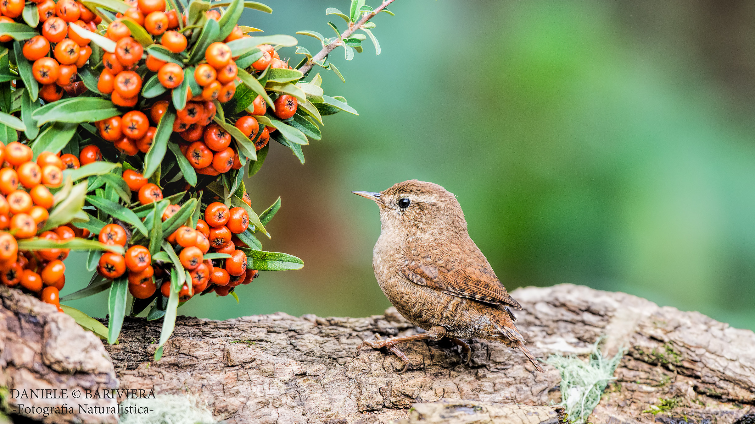 lo Scricciolo e la Piracanta