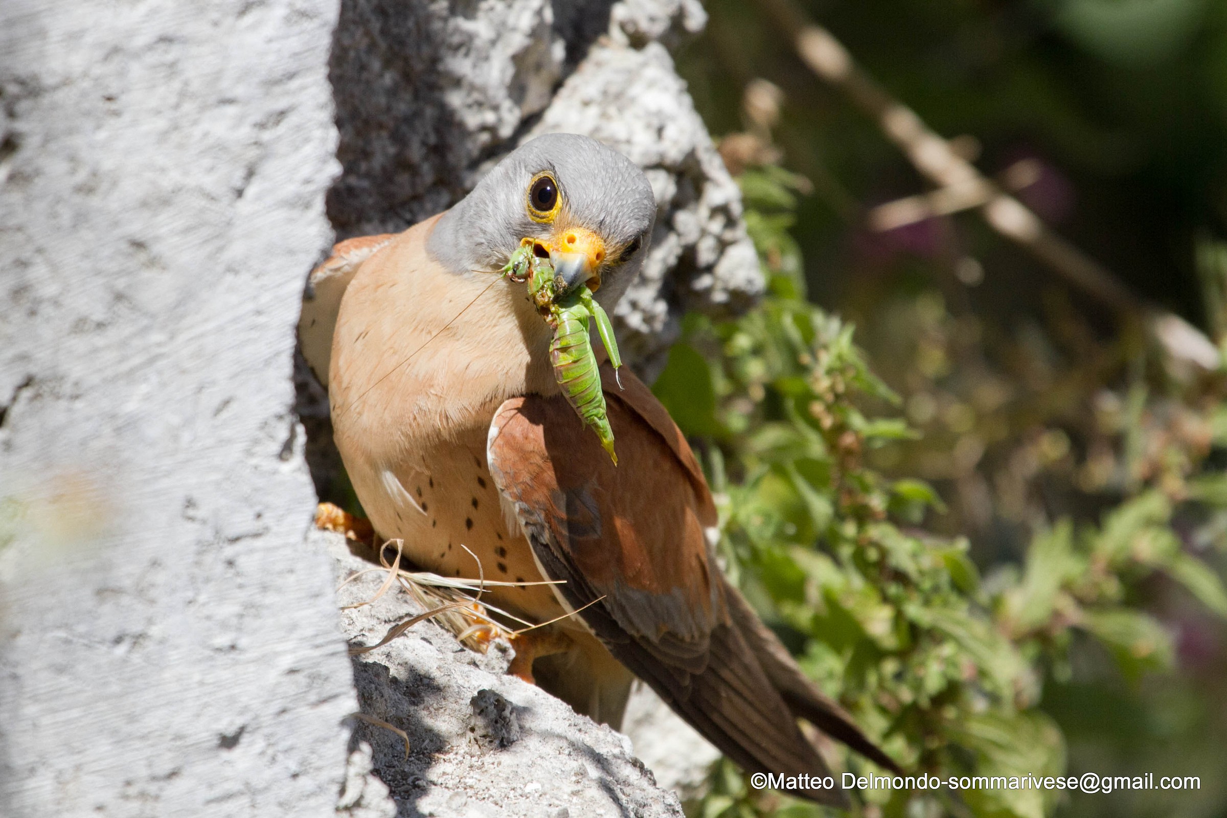Lesser Kestrel with prey