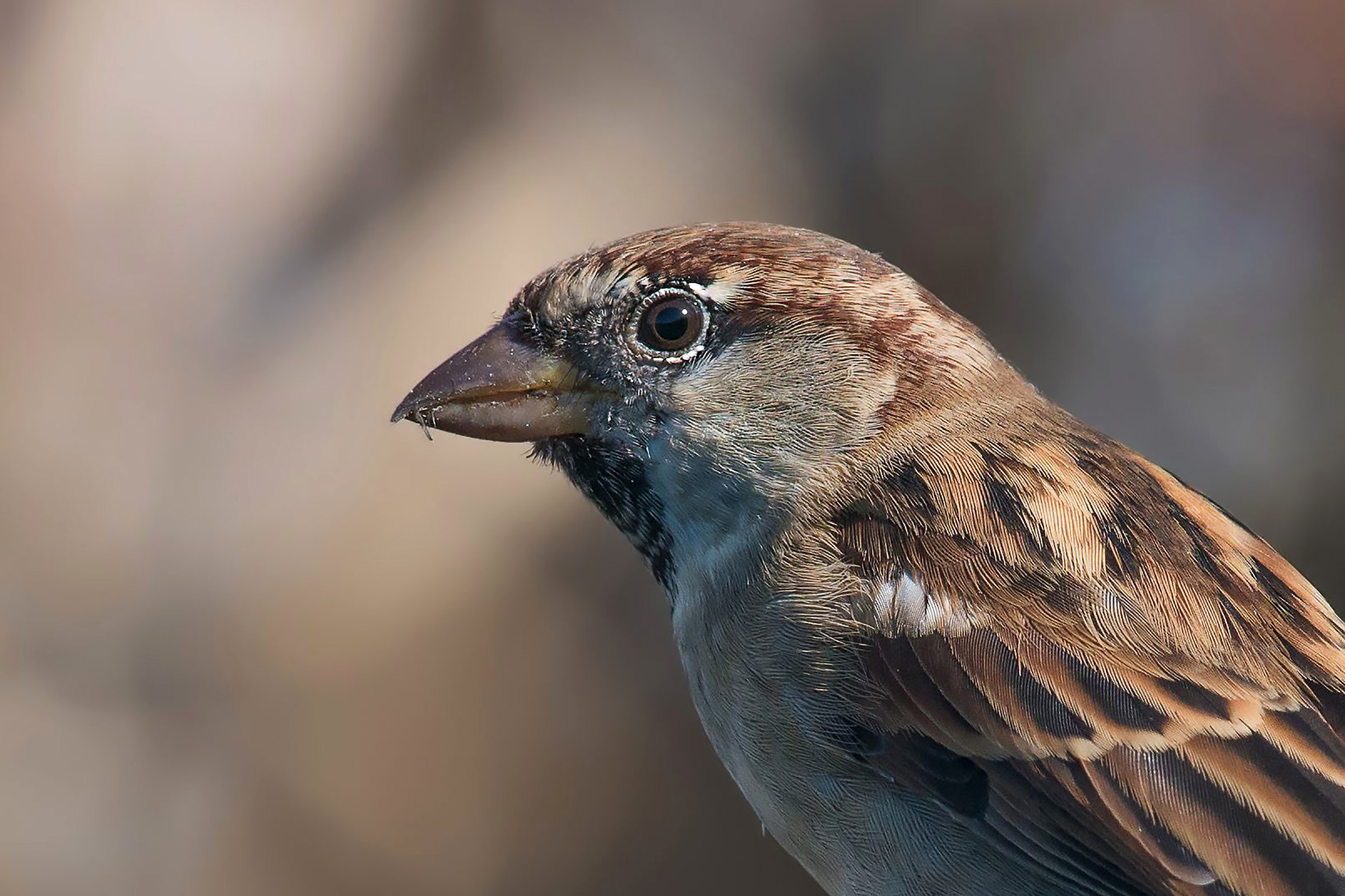sparrow of Italy