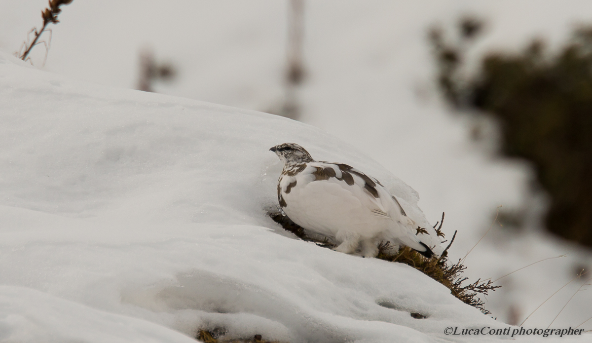 pernici bianche in Valsassina