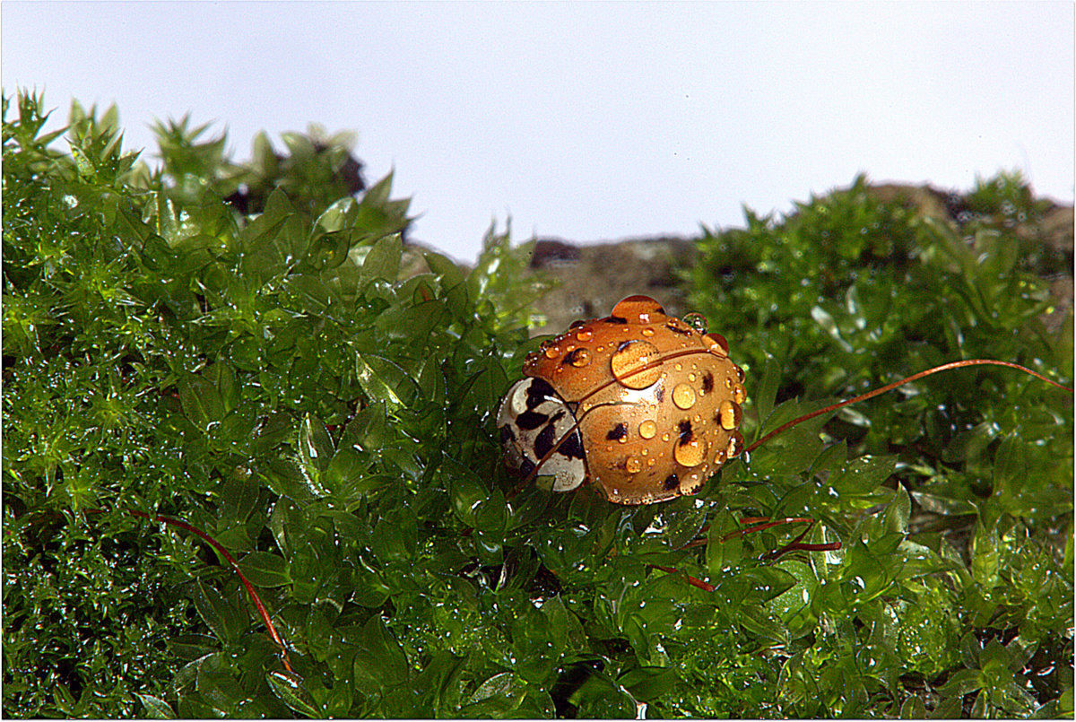 Harmonia axyridis Pallas, 1773