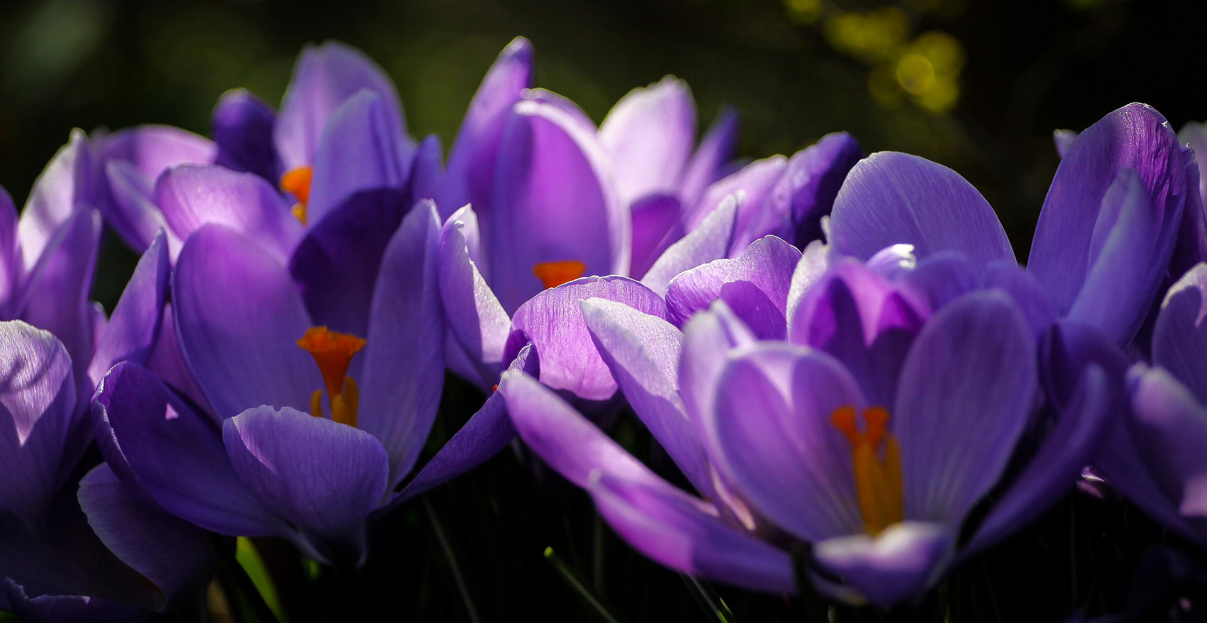 Crocus