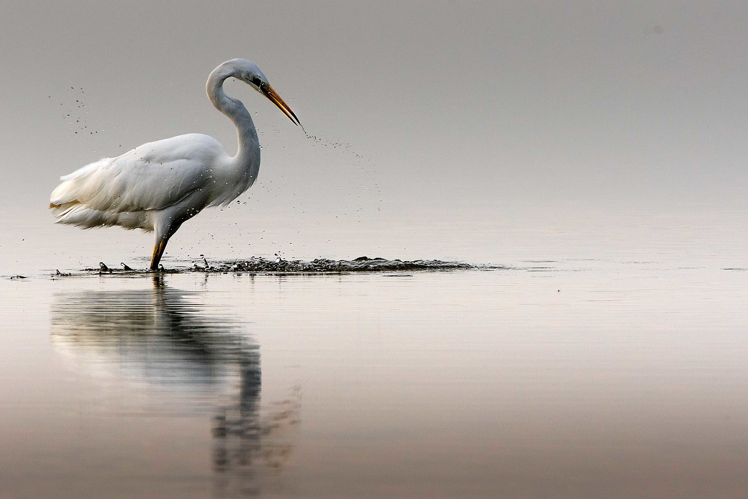 airone bianco maggiore