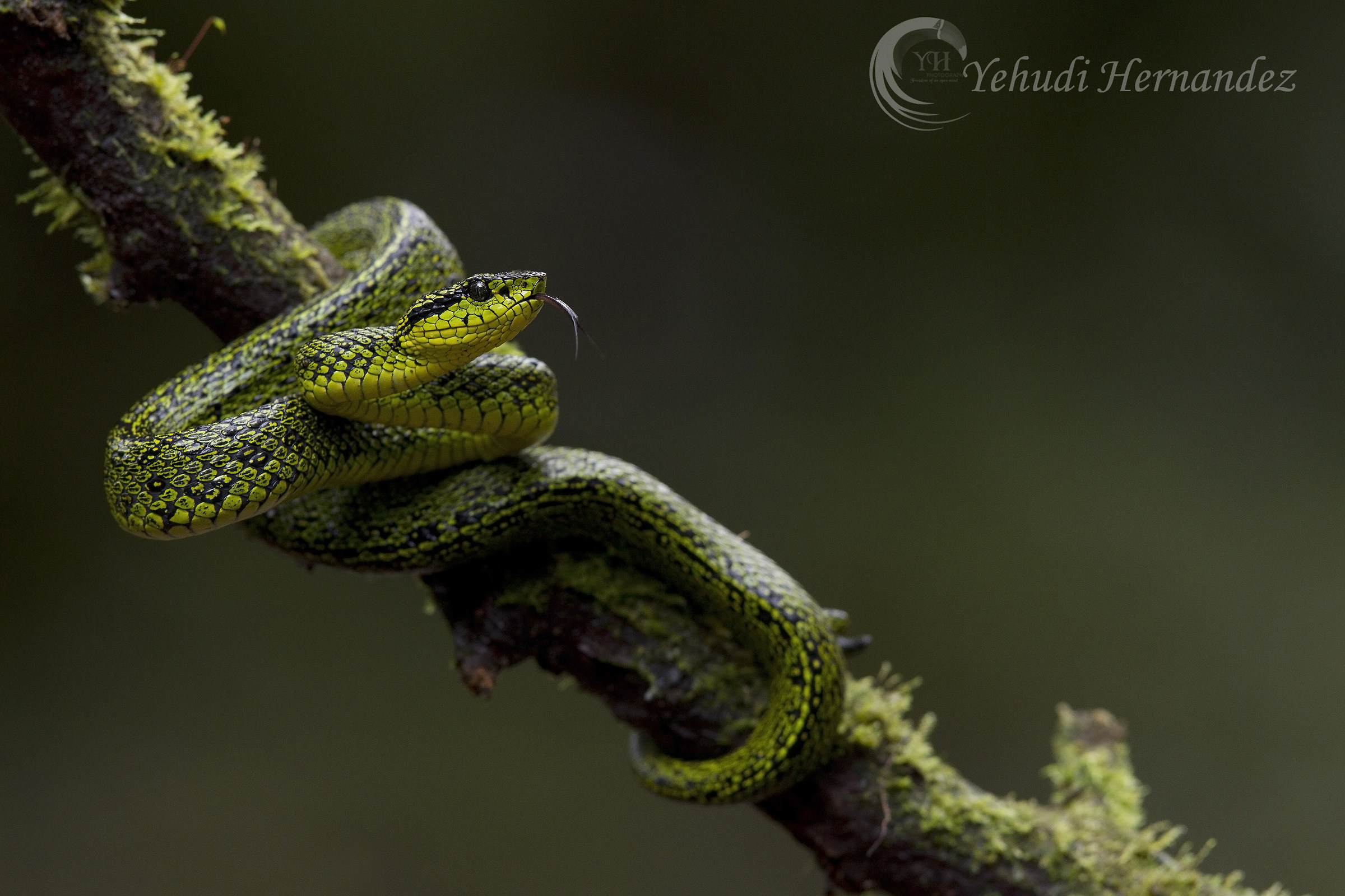 Black speckle palm pit viper
