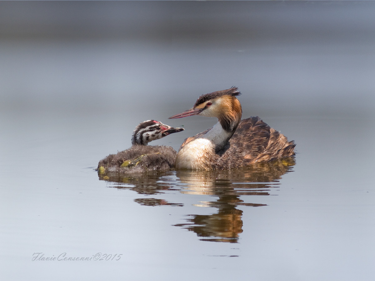 Great Crested Grebe