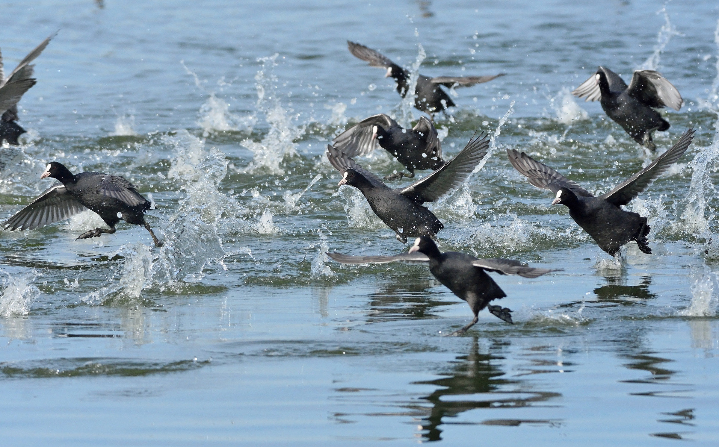 As Bolt in the 100 meters plans!
