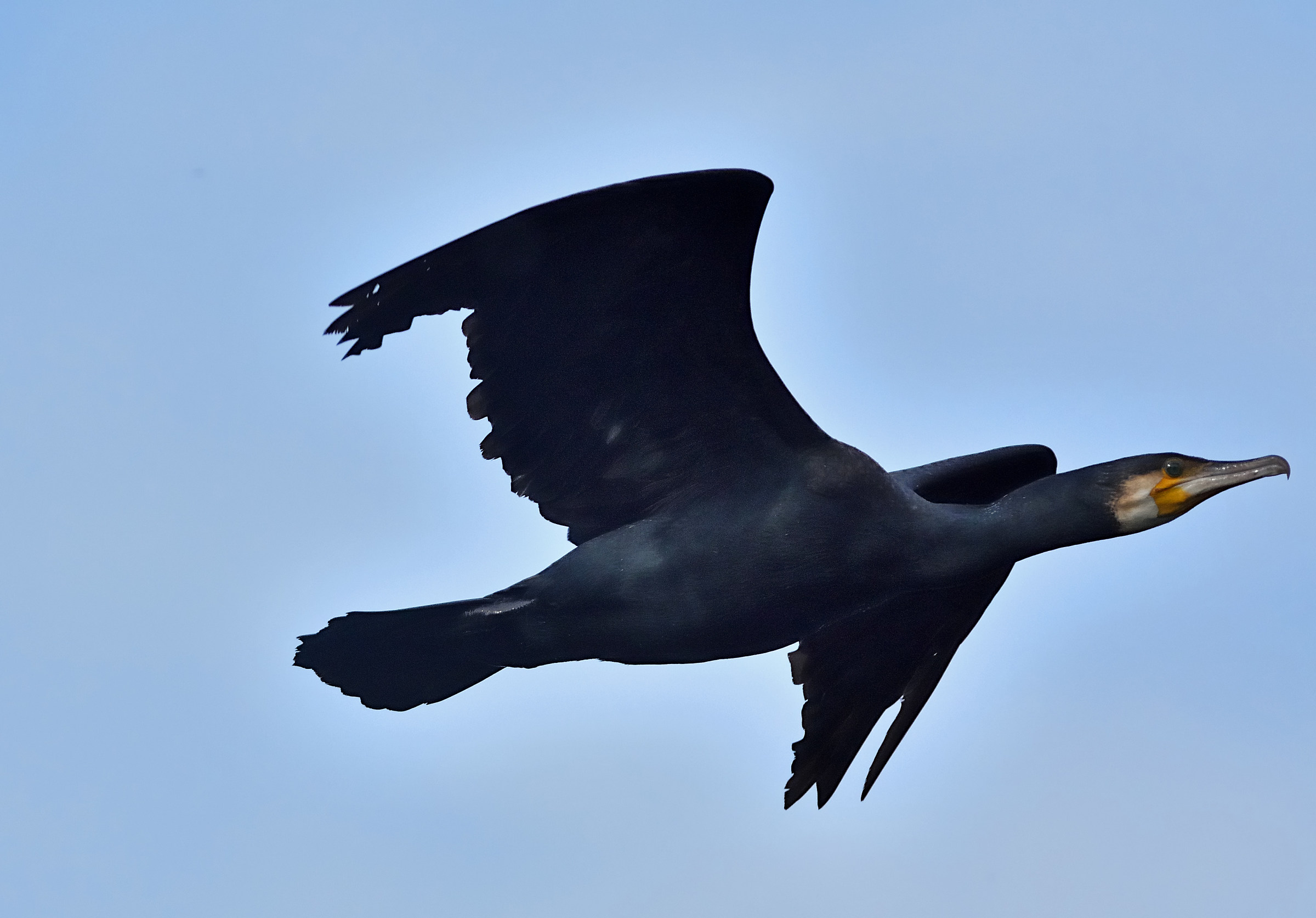 Cormorano in volo 2