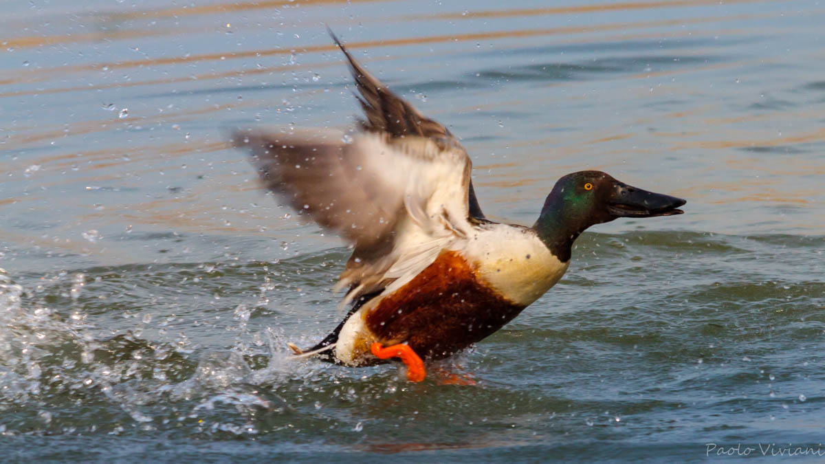 Shoveler taking off