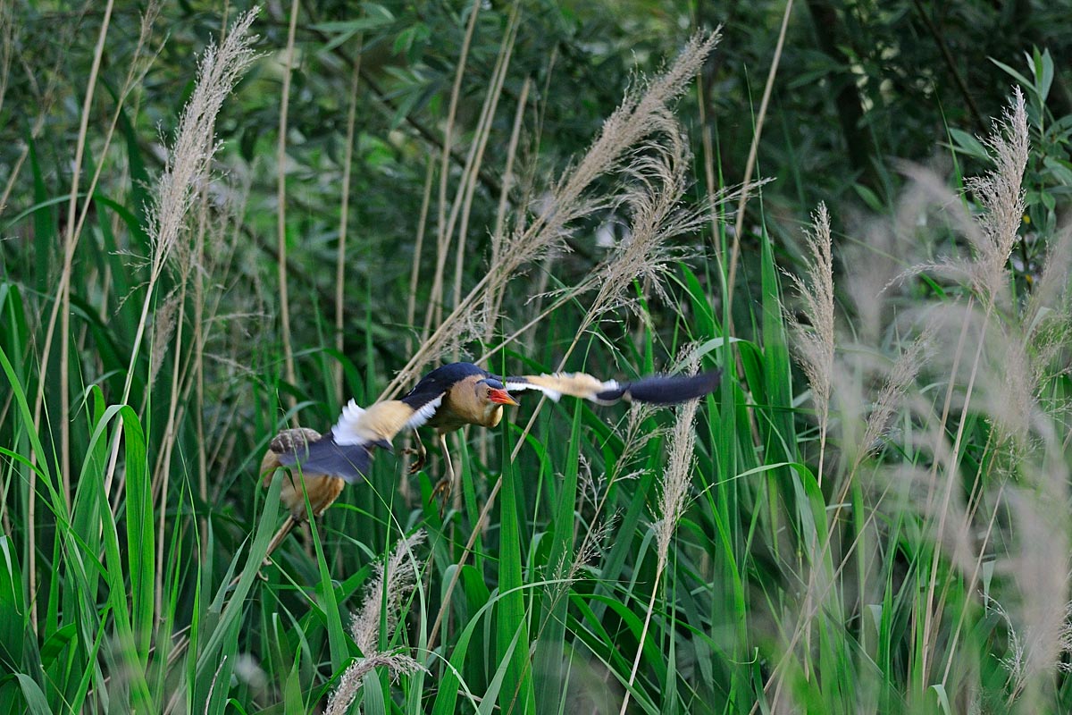 Tarabusino al volo...