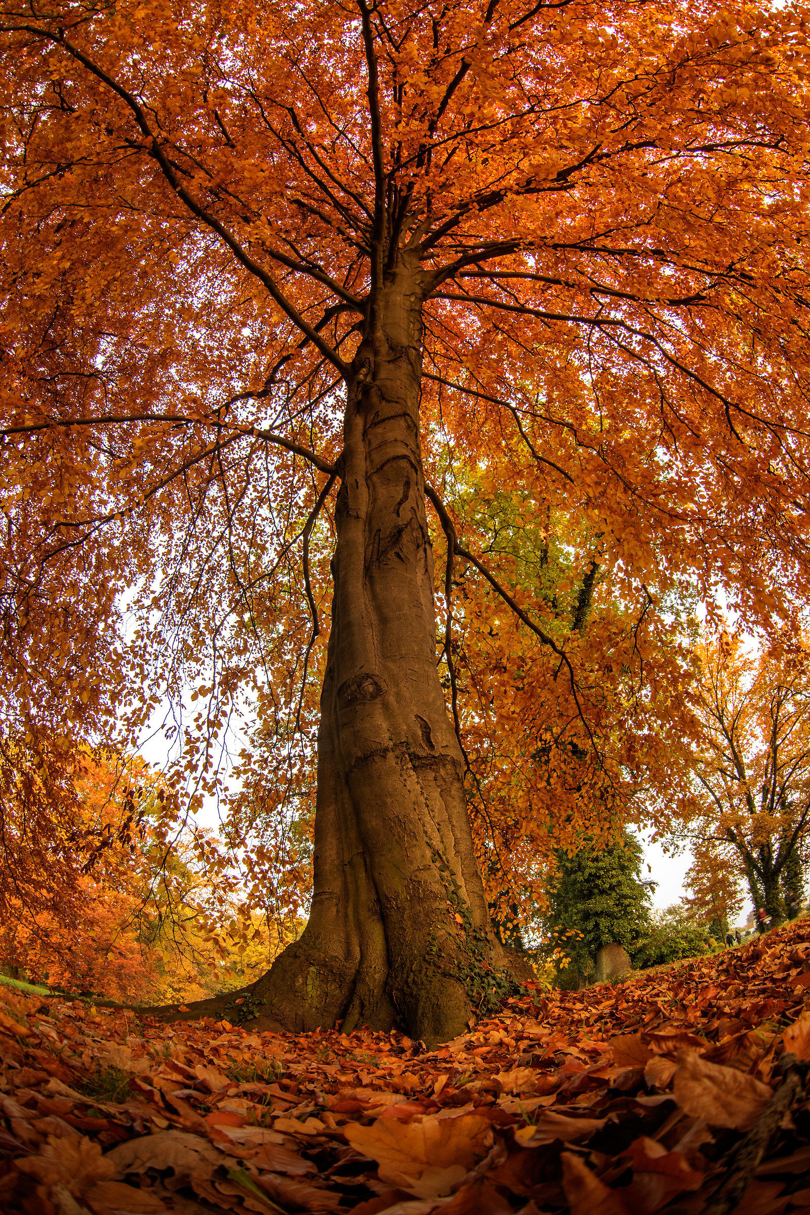 red autumn in potsdam