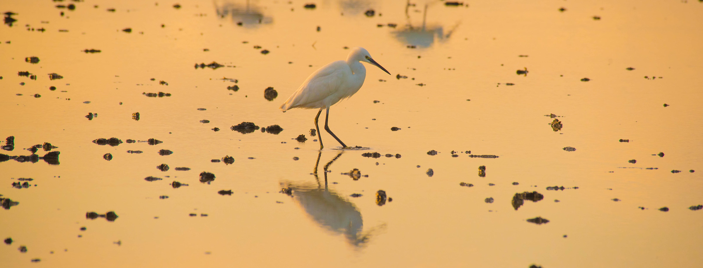 Golden hour for Egret