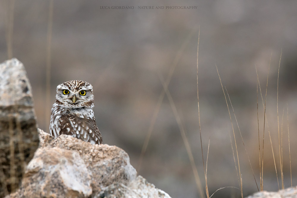 Owl - Little owl