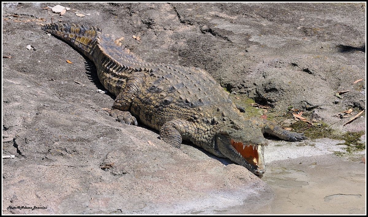 Alligatore del Missisipi