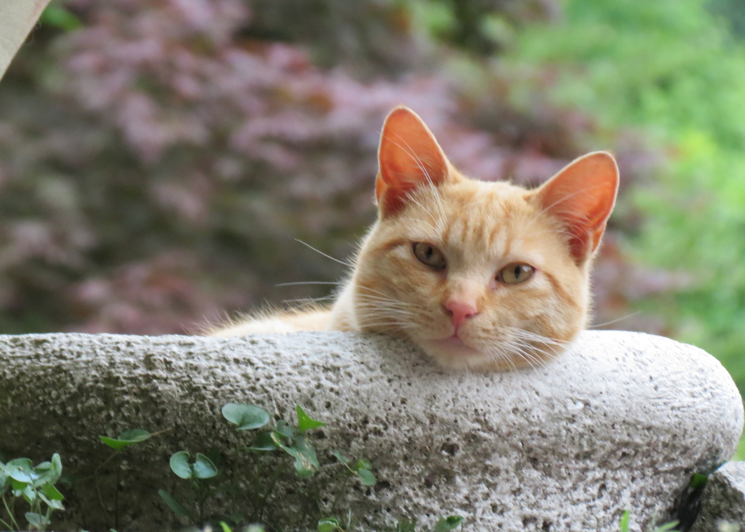 Relax afternoon Floky