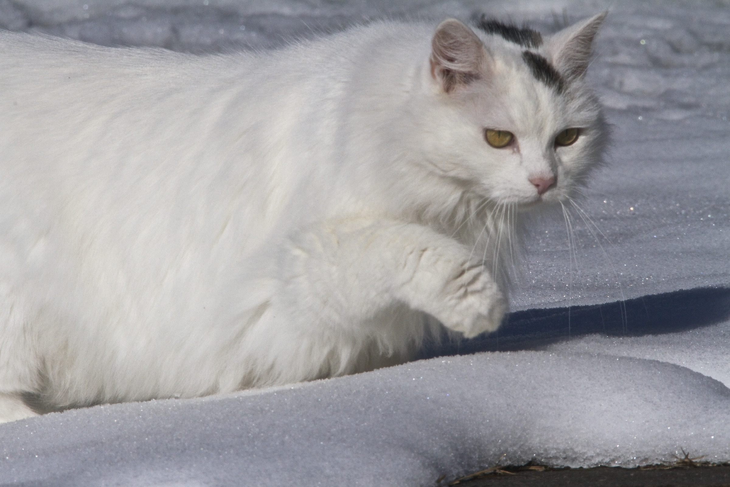 Grunilde in snowy garden
