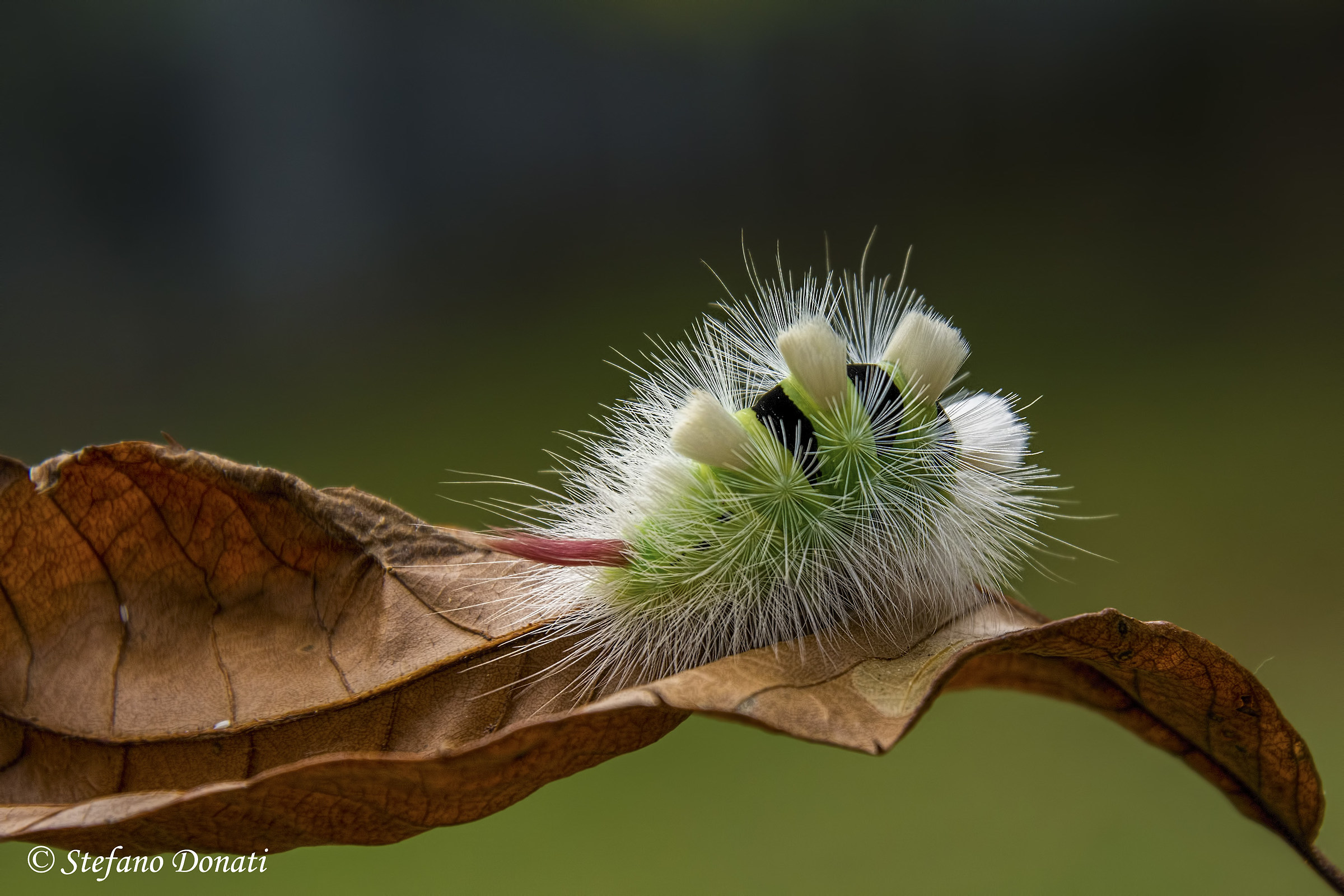 Piccolo cosino peloso